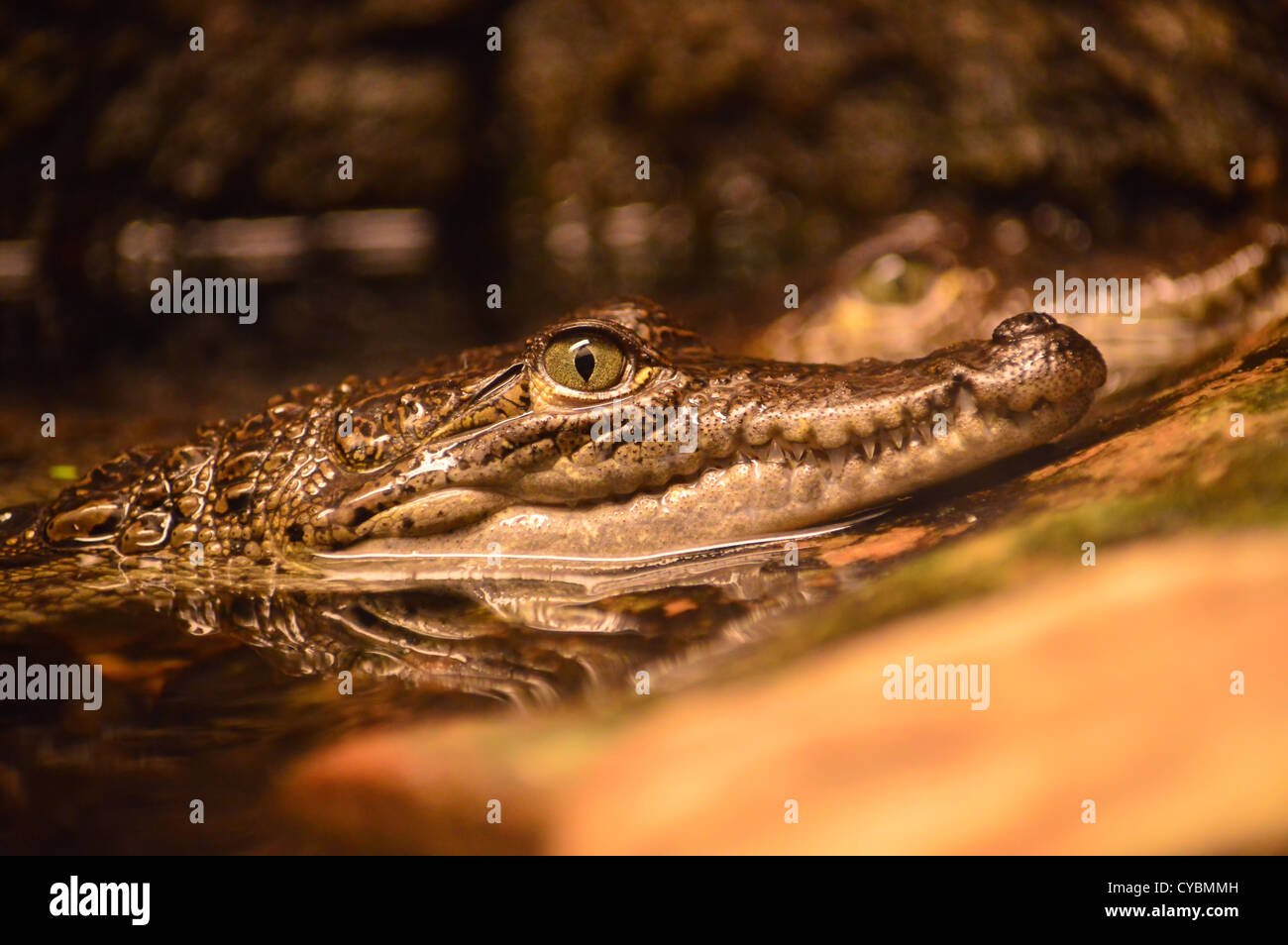 Ich habe mein Auge auf Sie Stockfoto