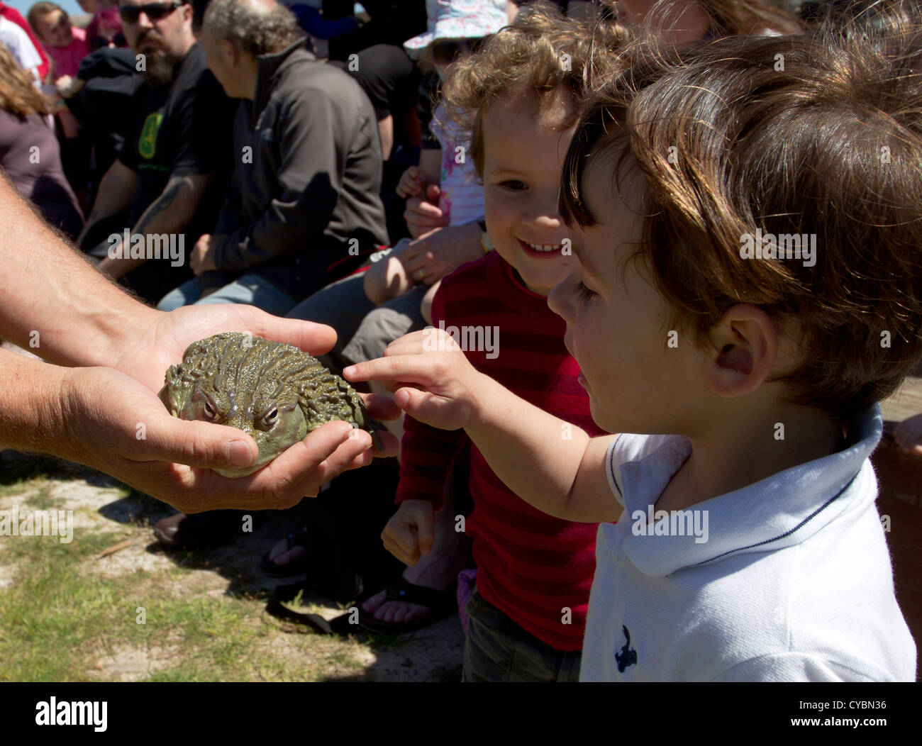 Kinder interagieren mit einem Frosch ein Reptil Fortbildungsveranstaltung. Stockfoto