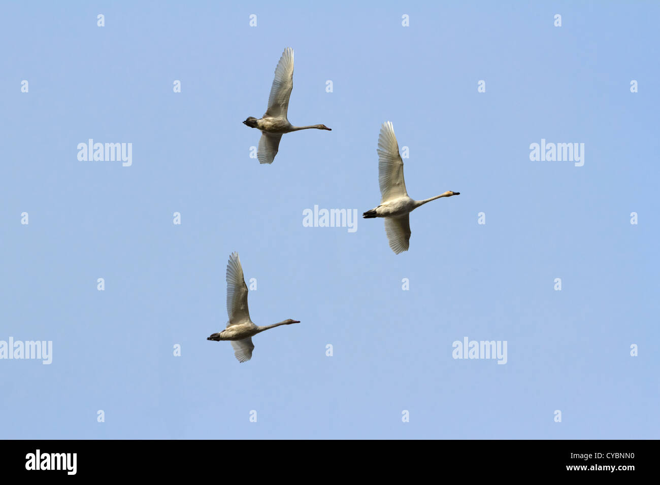 Tundra-Schwan, Zugvogel Stockfoto