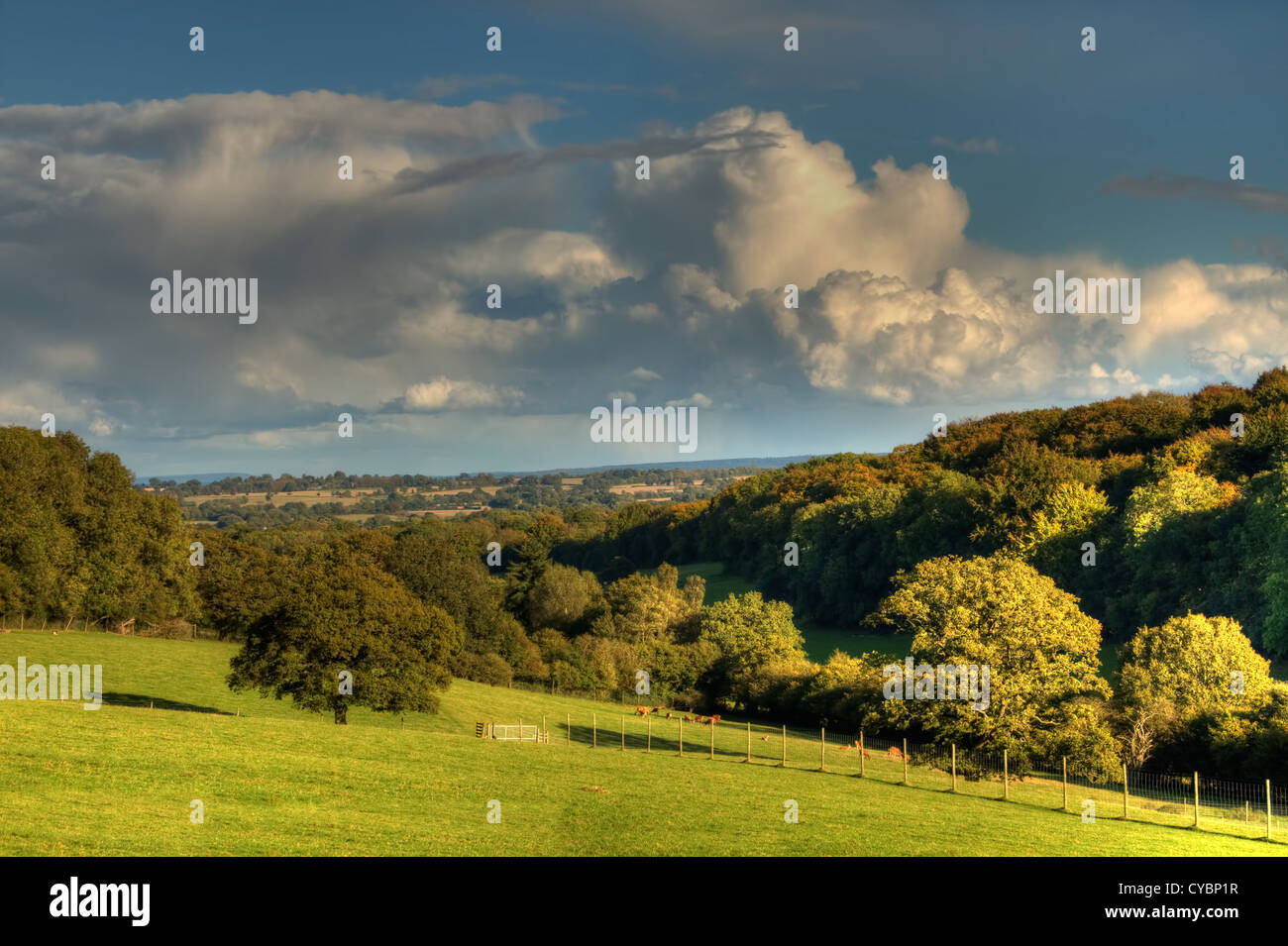 Typische englische ländliche Szene mit sanften Landschaft und Bäume Stockfoto