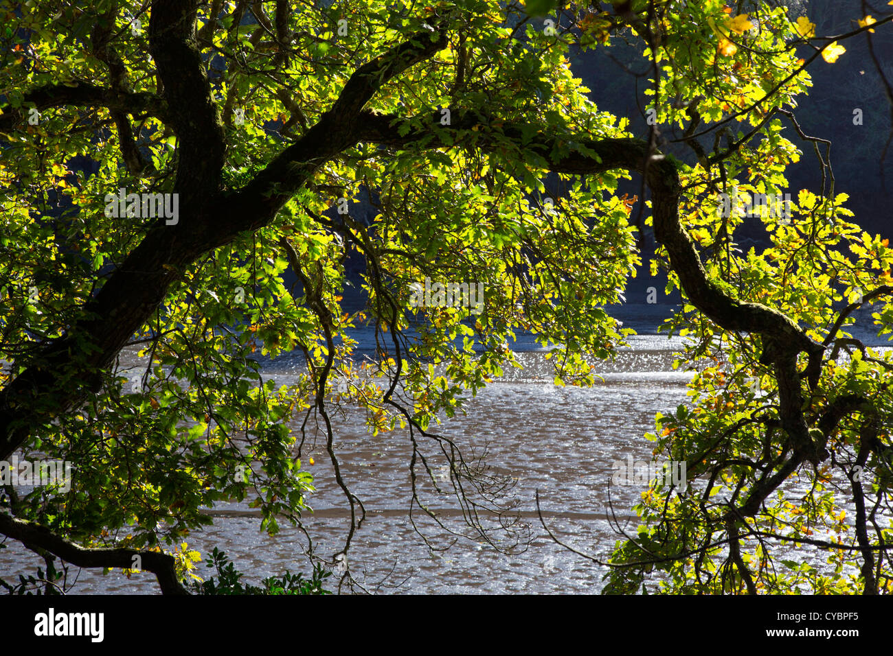 Baum; Fluss über; UK Stockfoto