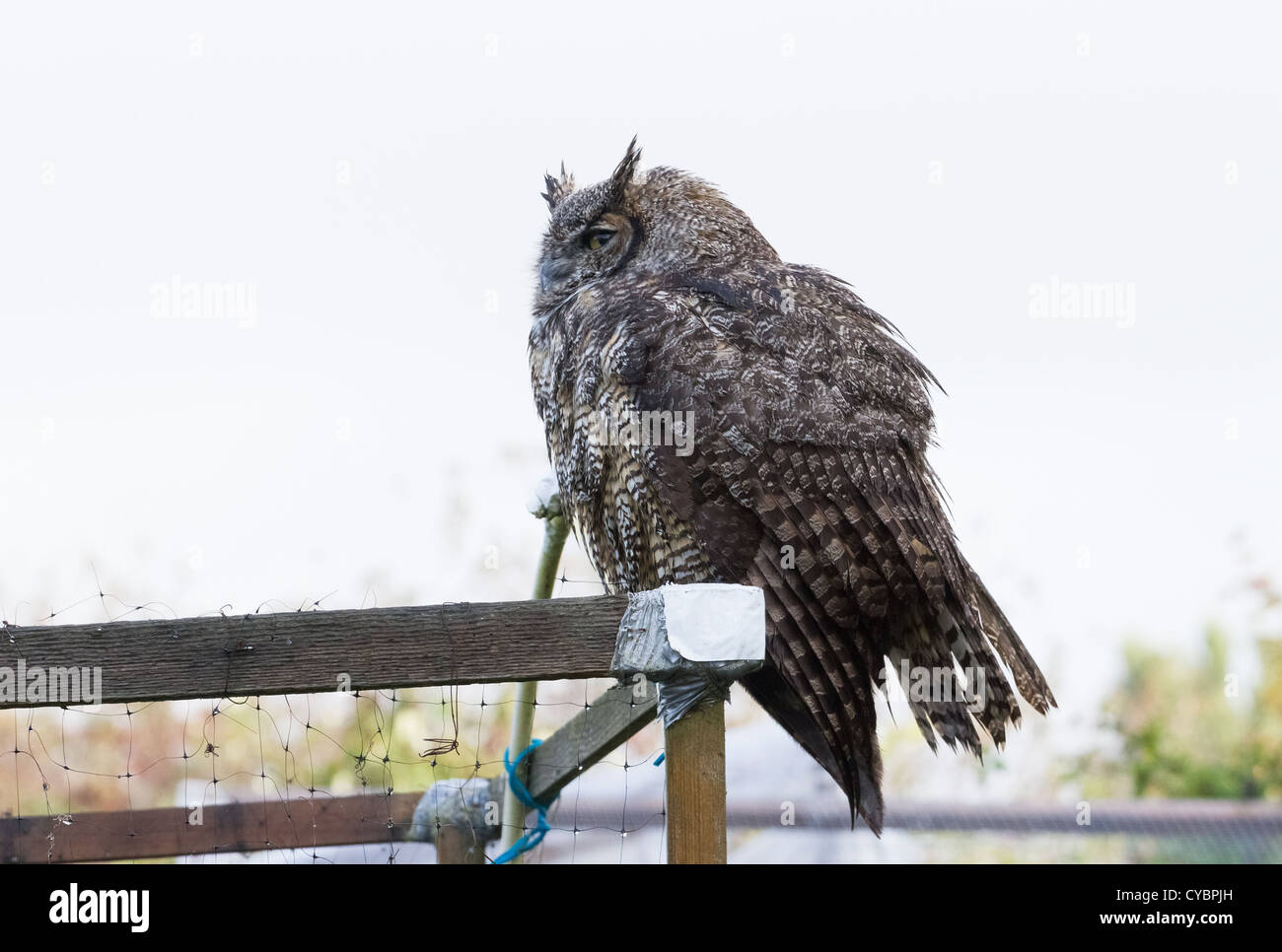 Große gehörnte Eule, BC Kanada Stockfoto