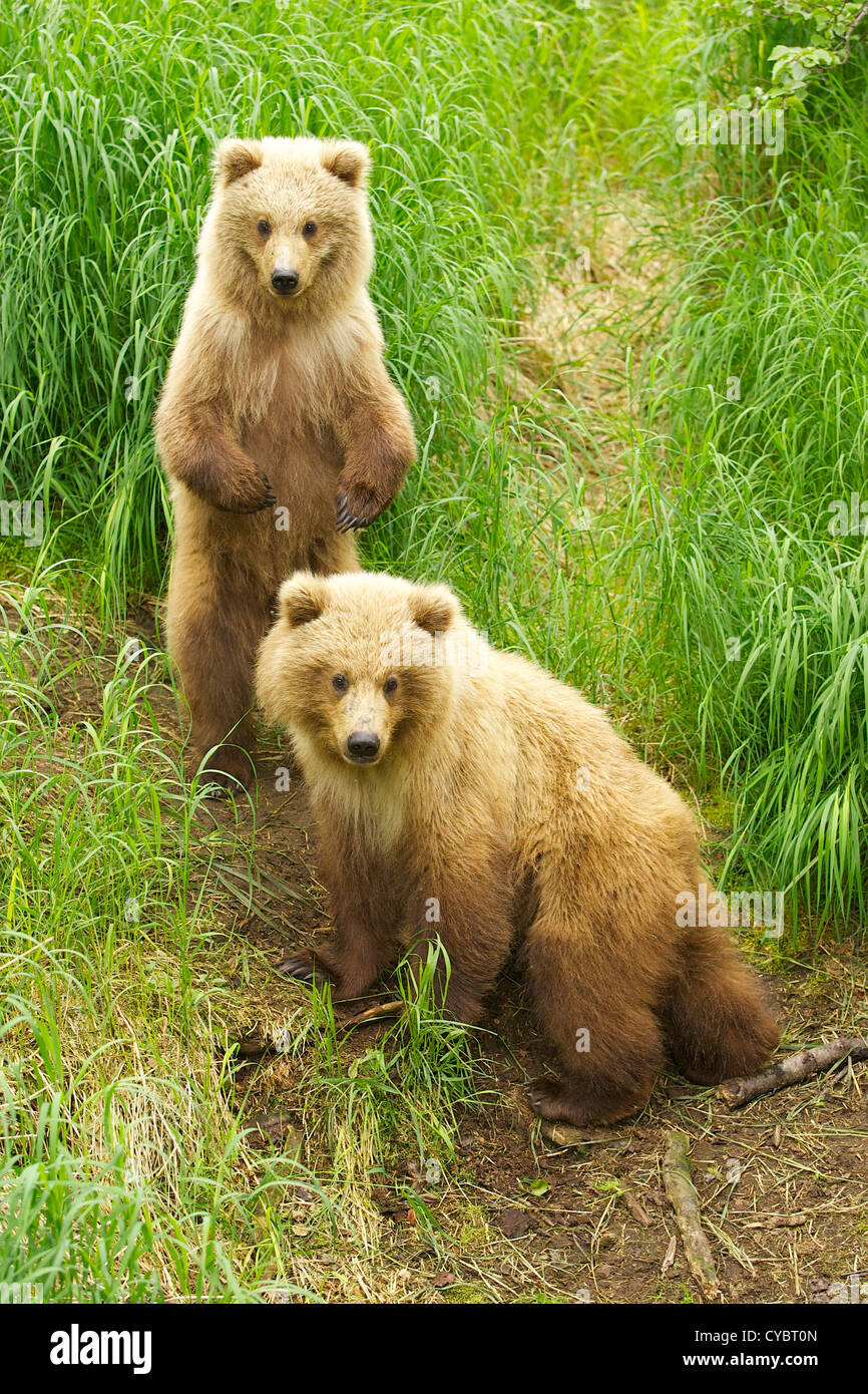 Braunbären der Katmai National Park in Alaska Stockfoto