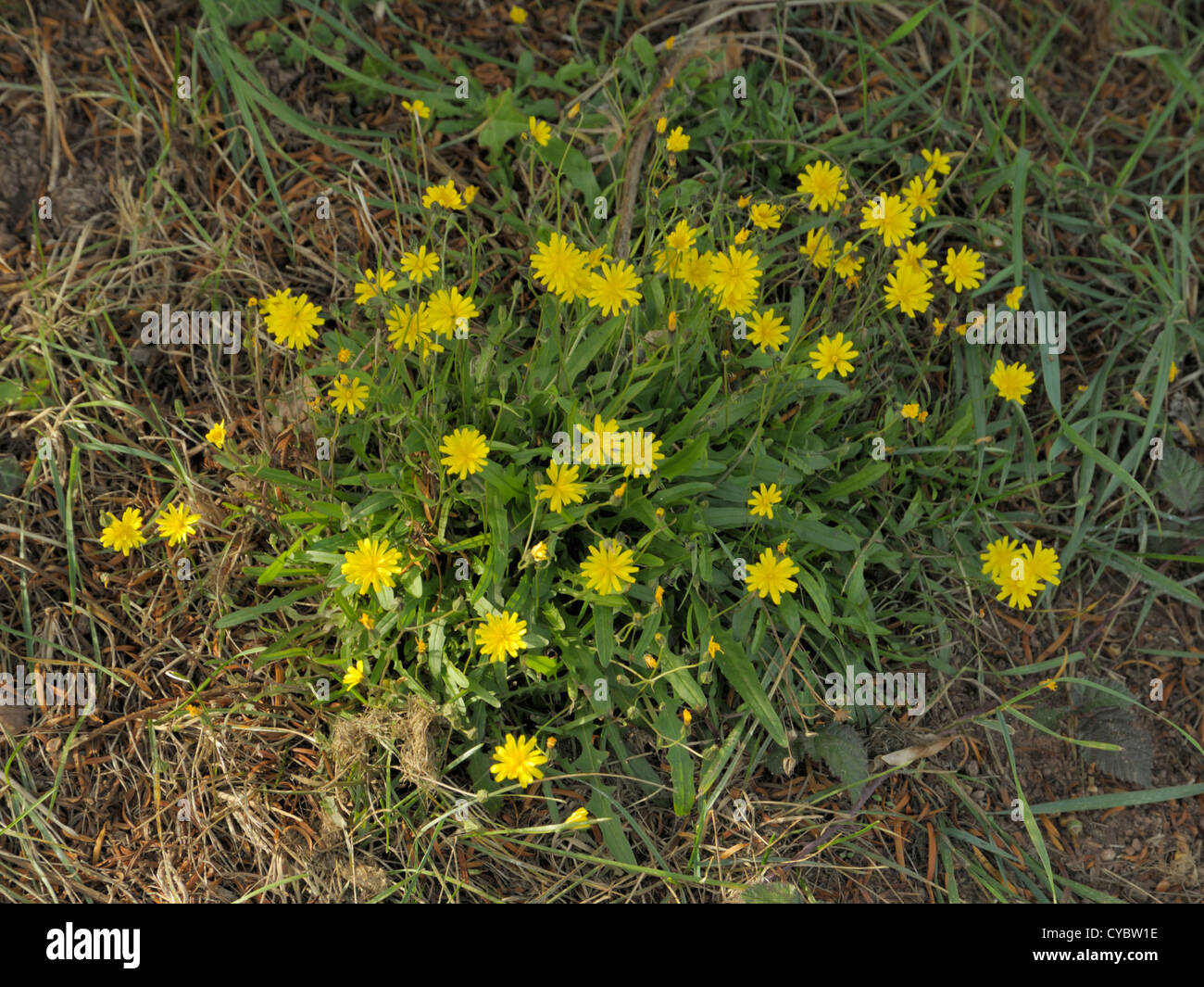 Glatte Hawk-Bart, Crepis capillaris Stockfoto