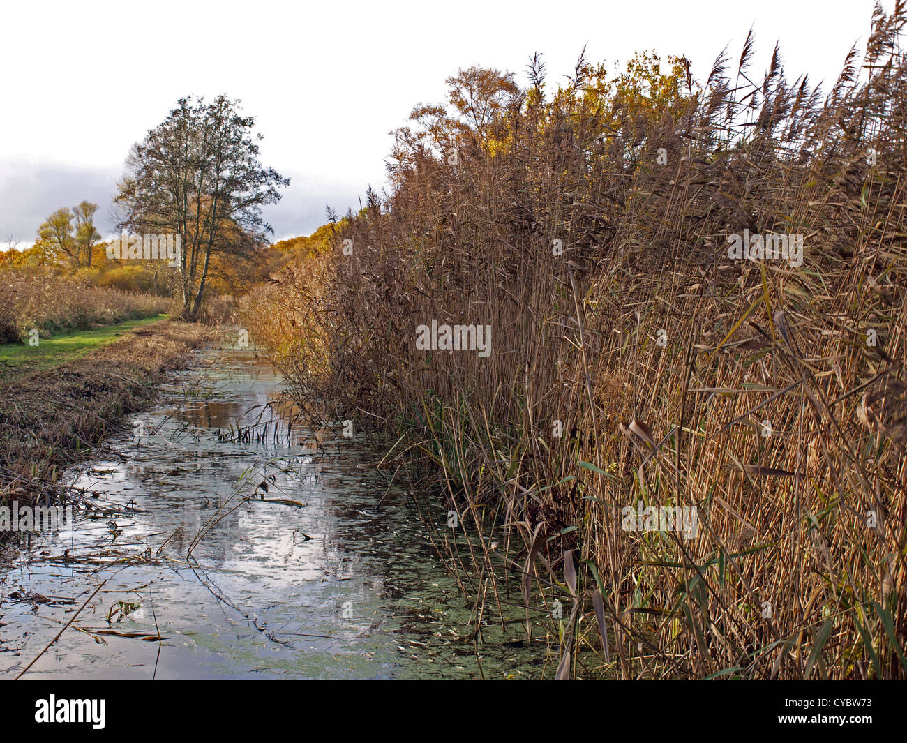 Herbstliche Bäume und Deich im Naturschutzgebiet Woodwalton Fen. Stockfoto