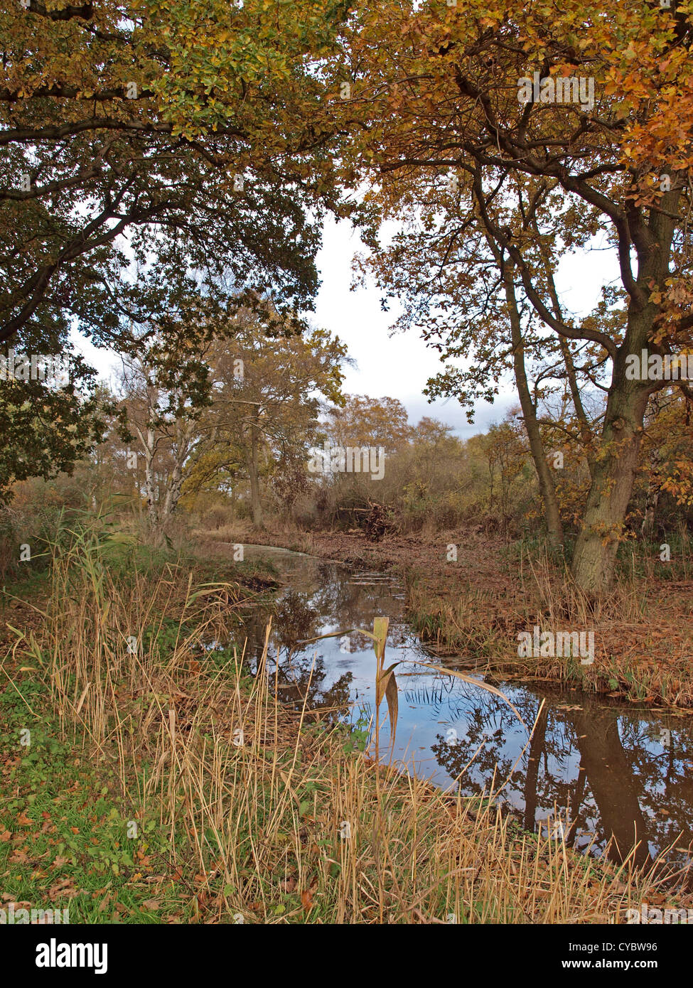 Herbstliche Bäume und Deich im Naturschutzgebiet Woodwalton Fen. Stockfoto