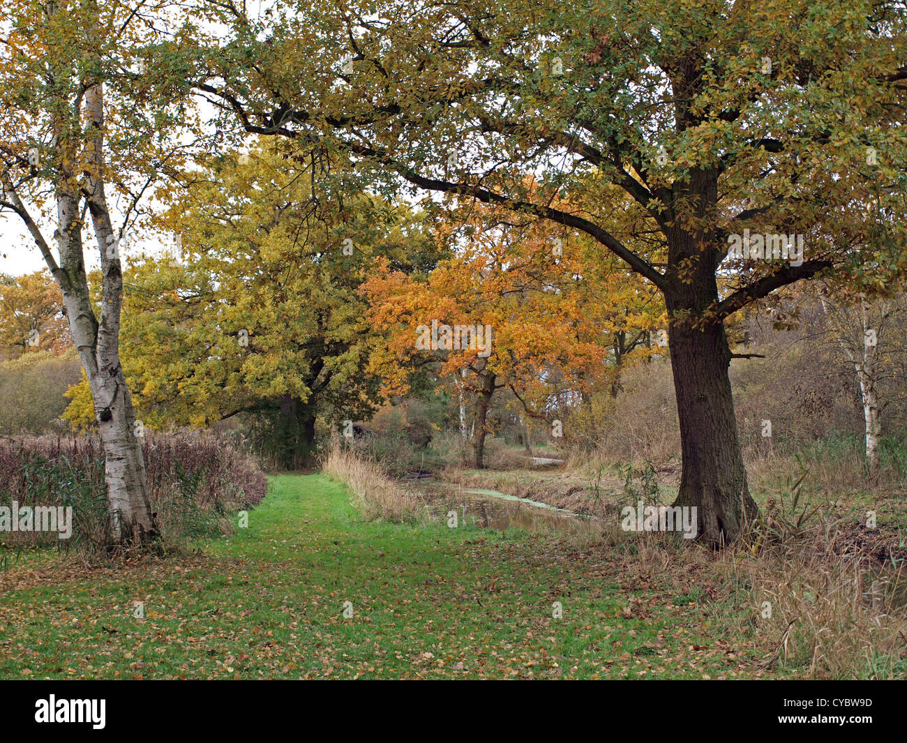 Herbstliche Bäume im Woodwalton Moor-Naturschutzgebiet. Stockfoto