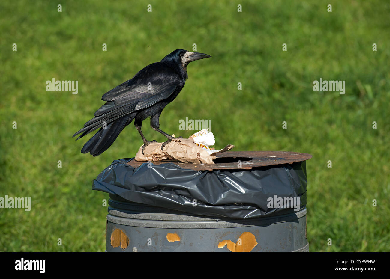 Turm auf Nahrungssuche Mülleimer Stockfoto