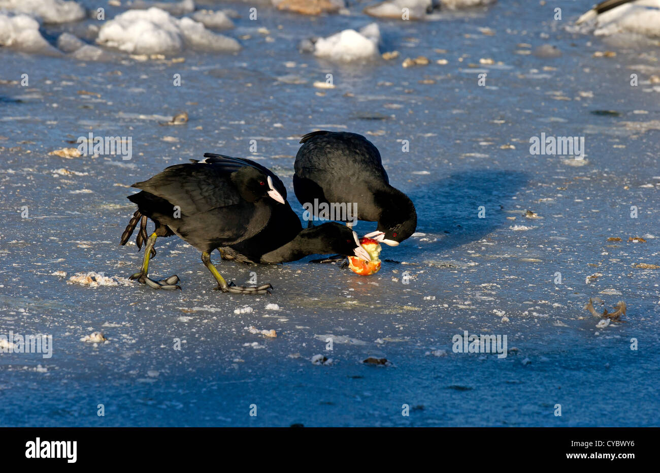 Eurasische Blässhühner kämpfen über Apple auf dem Eis in harte Wetter Stockfoto