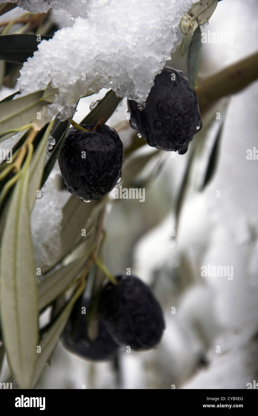 Reife Oliven auf Schnee bedeckten Ast eines Olivenbaums (Griechenland) Stockfoto