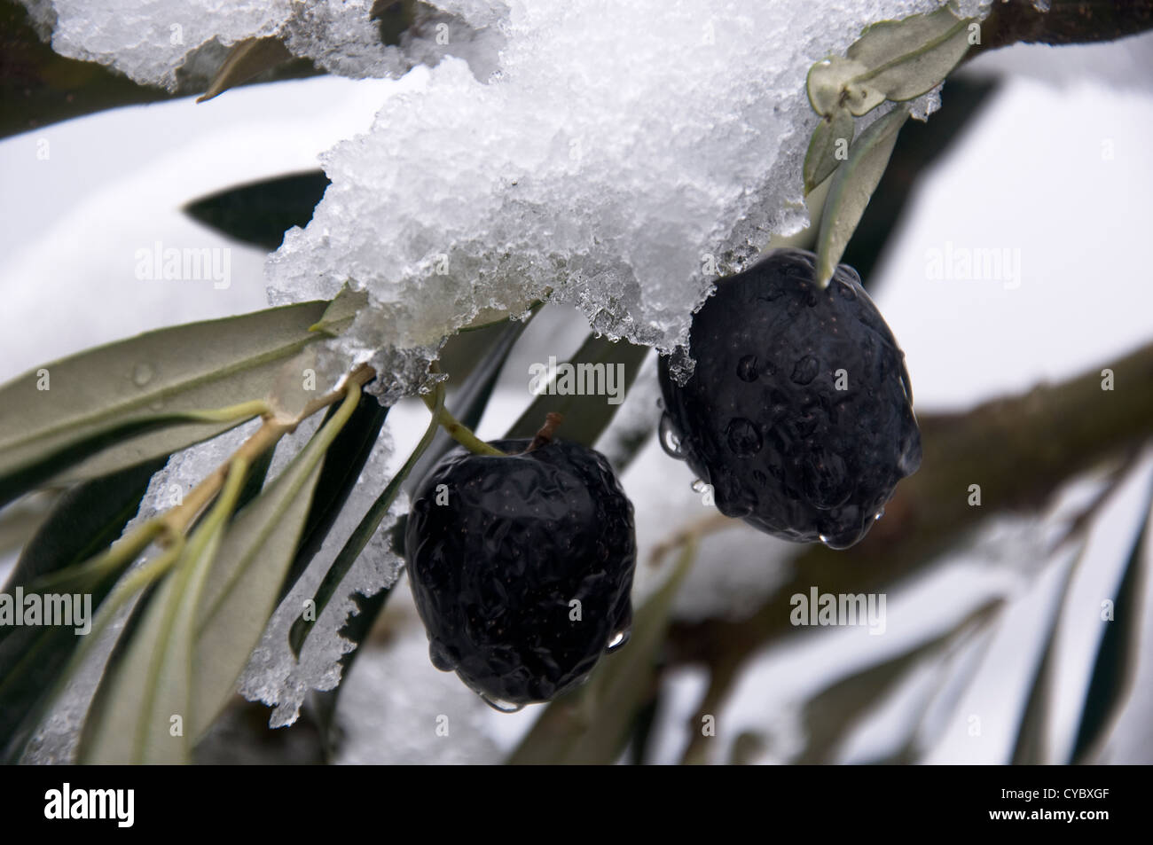 Zwei Reife Oliven auf Schnee bedeckten Ast eines Olivenbaums (Griechenland) Stockfoto