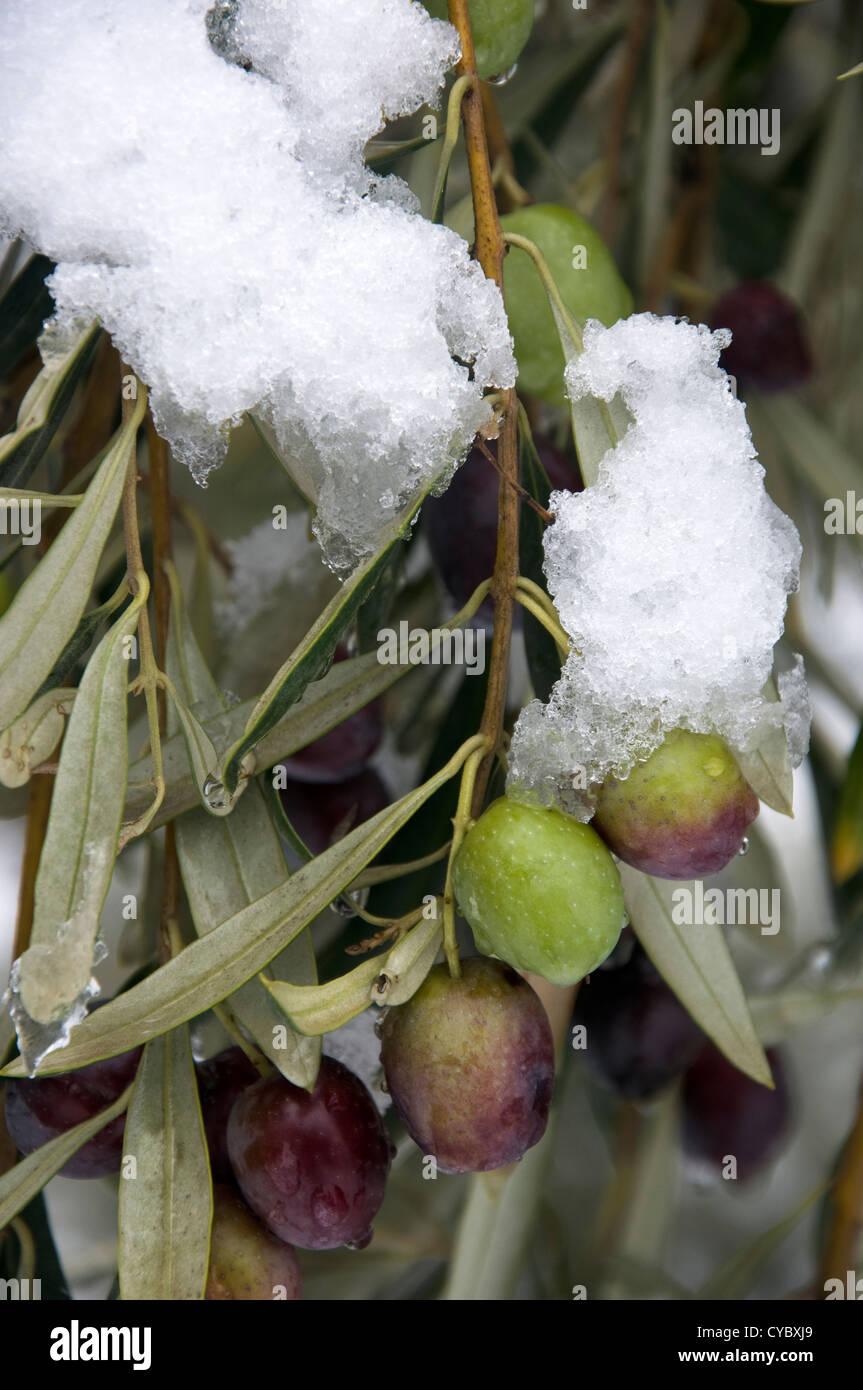 Oliven auf Schnee bedeckten Ast eines Olivenbaums (Griechenland) Stockfoto