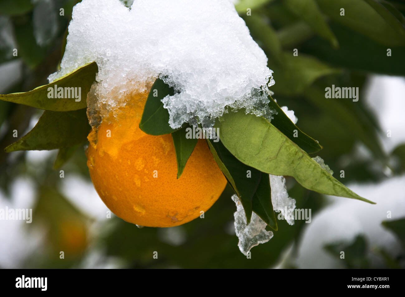 Orange auf dem Baum bedeckt mit Schnee Stockfoto