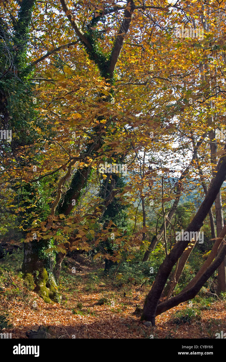 Trail durch den herbstlichen Wald Stockfoto