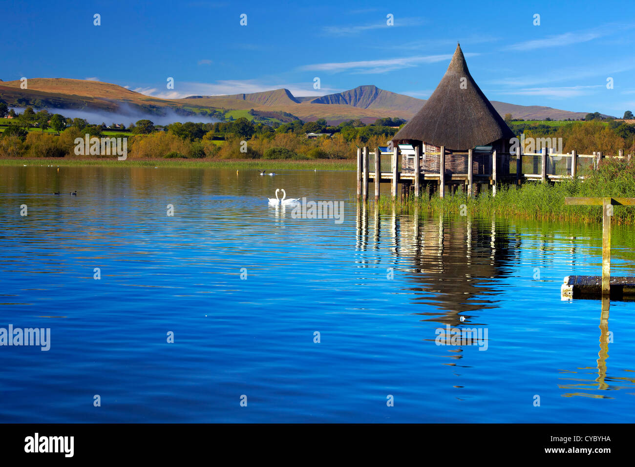 Llangorse Lake, Brecon Beacons, mit Schwänen; Pen Sie y Fan und Cribyn im Hintergrund, Powys, Wales. Stockfoto