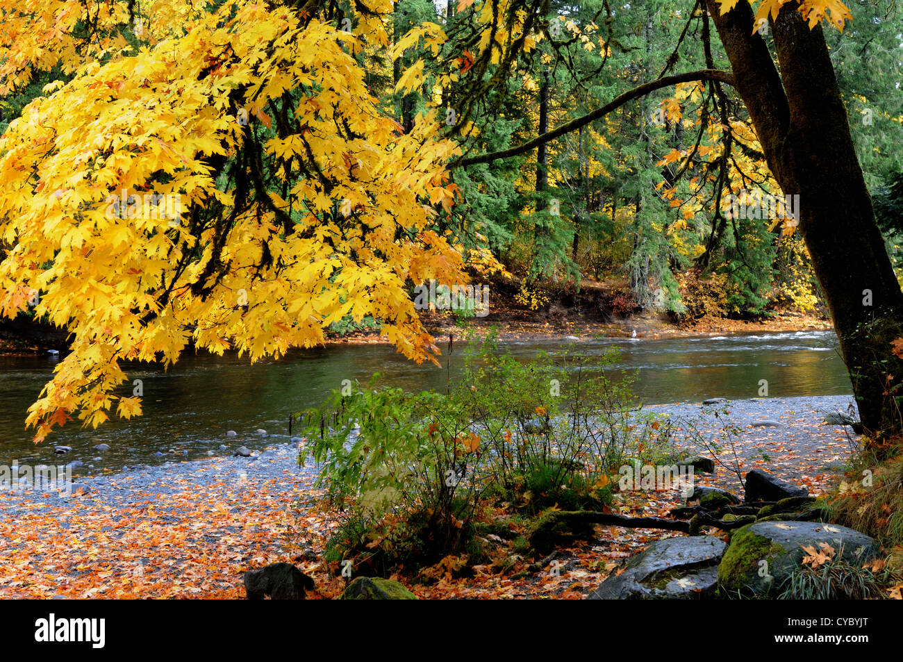 Herbst, Herbst Farben, Courtenay, Comox Valley Vancouver Island, British Columbia, Kanada. Stockfoto