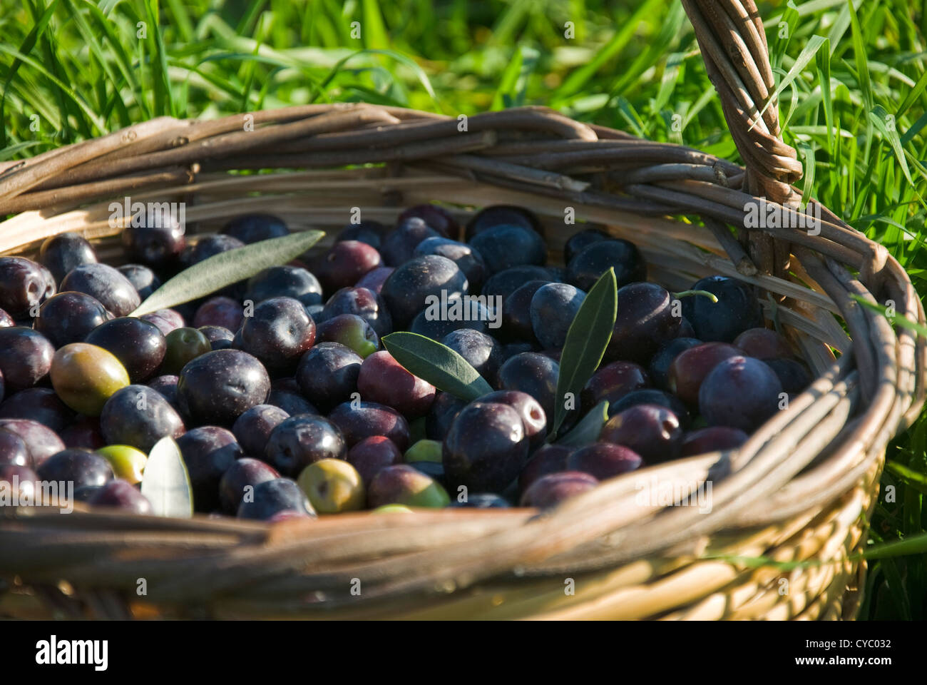 Frisch geerntete Oliven in Korb Stockfoto