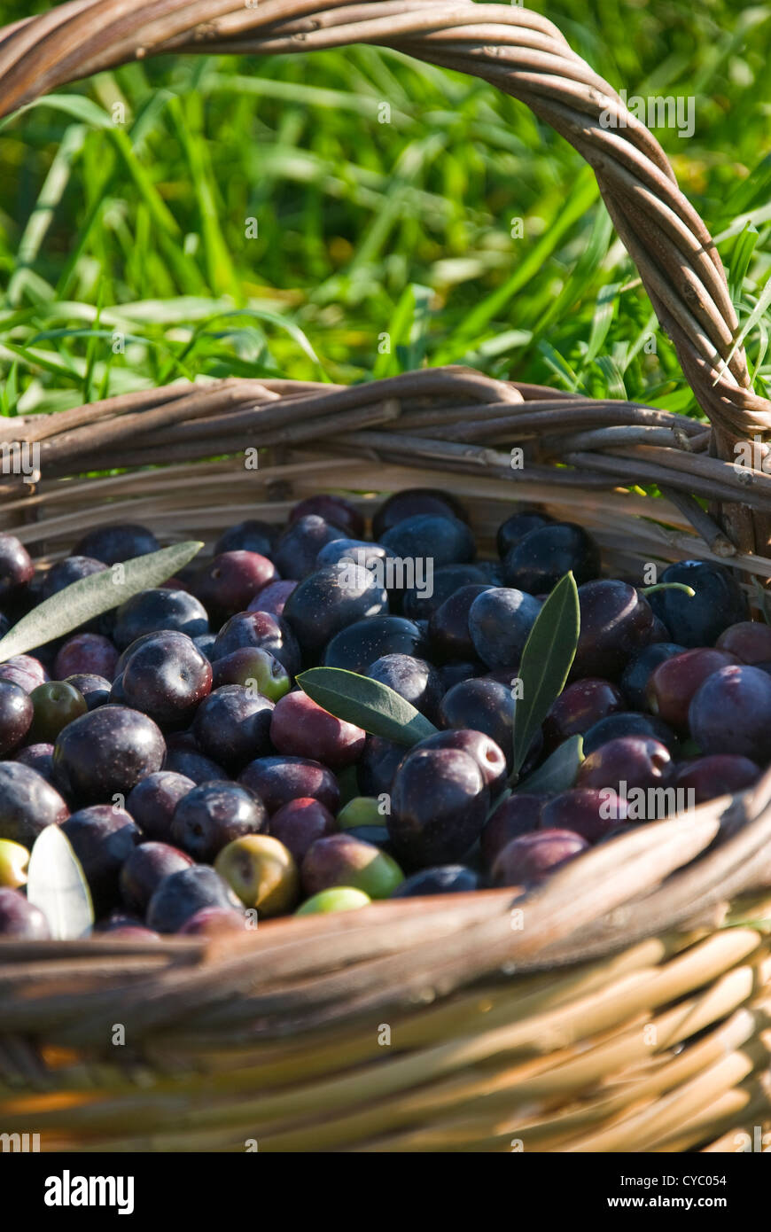 Frisch geerntete Oliven in Korb Stockfoto