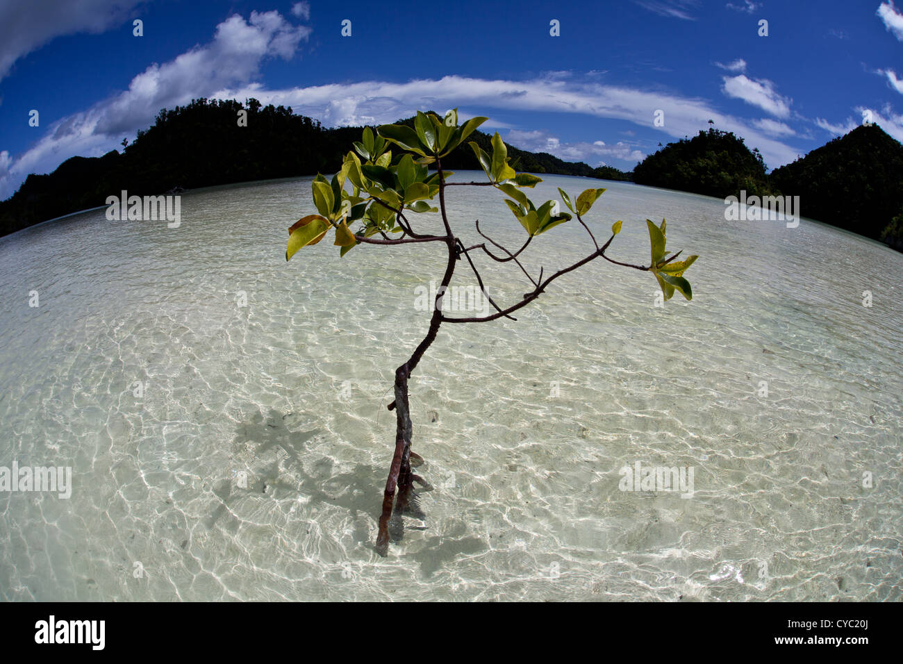 Ein Mangroven-Baum wächst im flachen Wasser, wo es mit wechselnden Salzgehalt, Temperatur und Wassertiefen umzugehen hat. Stockfoto