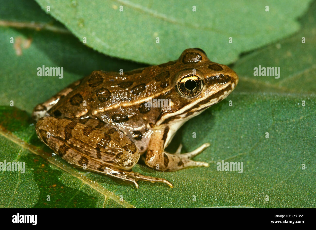 Südlichen Leopard Frog Lithobates Sphenocephalus Oklahoma, USA Juni Adult Ranidae Stockfoto