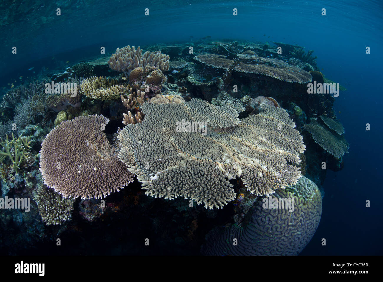 Tischkorallen, Acropora spp., wachsen entlang der Kante von einem Riff Dropoff wo sie Sonnenlicht und planktischen Nahrung erhalten können. Stockfoto