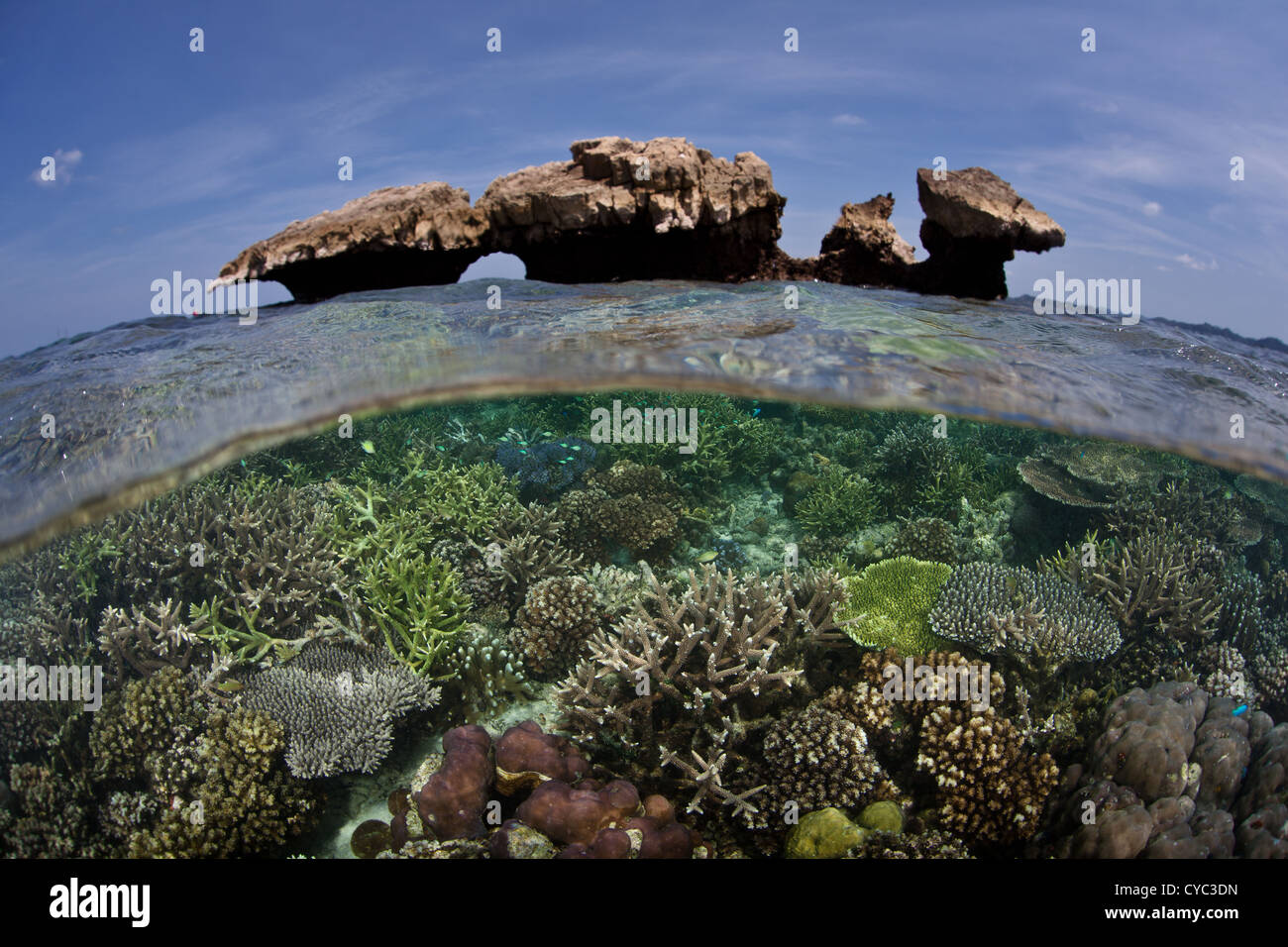 Riff-Gebäude Korallen kämpfen um Raum zum wachsen, Sonnenlicht und planktischen Essen auf ein flaches Riff in der Nähe von erodierte Kalkstein Insel. Stockfoto