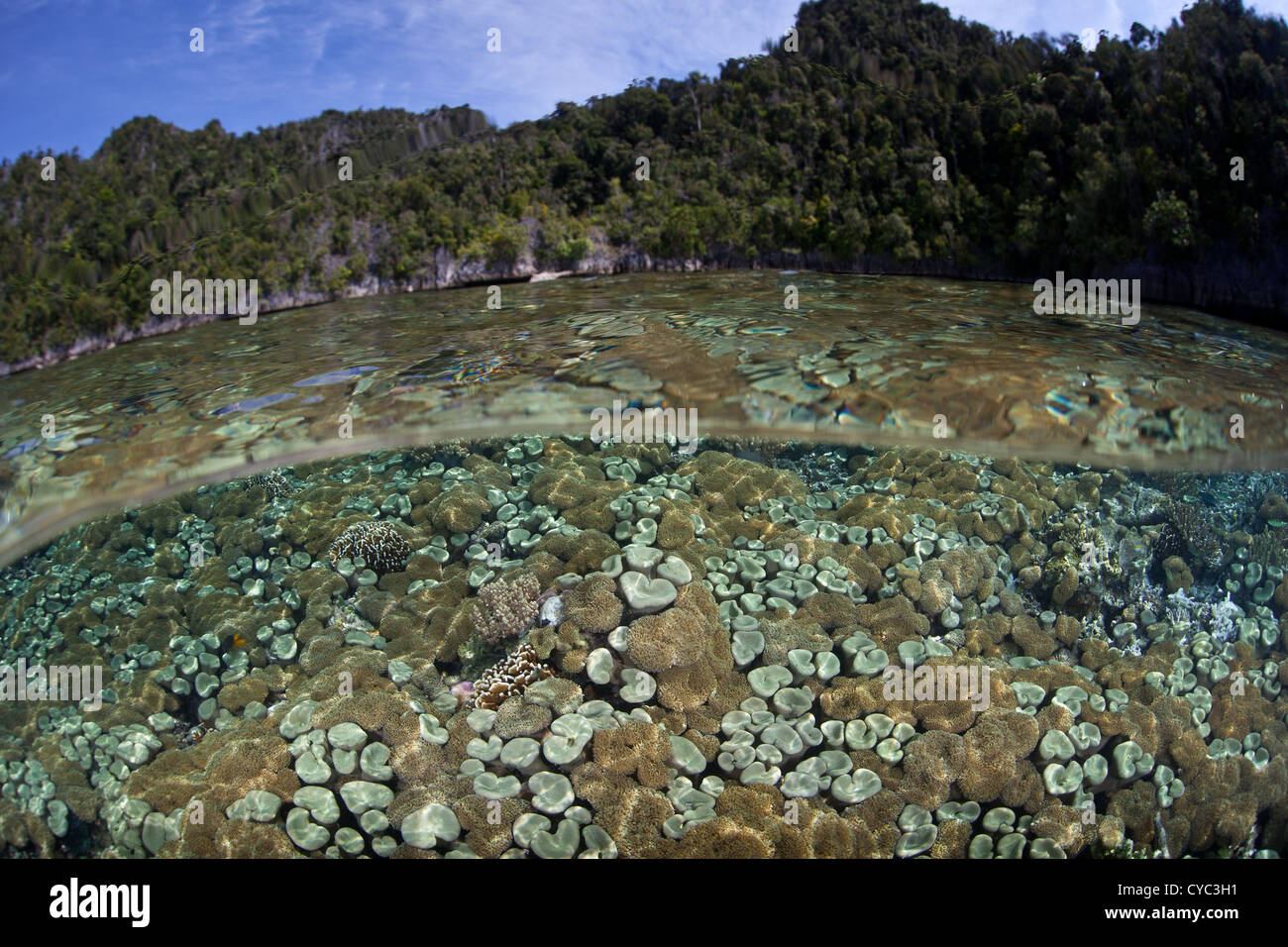 Ein Garten von weichem Lederkorallen (Sarcophyton SP.) wächst in den Untiefen in der Nähe einer Kalksteininsel in Raja Ampat, Indonesien. Stockfoto