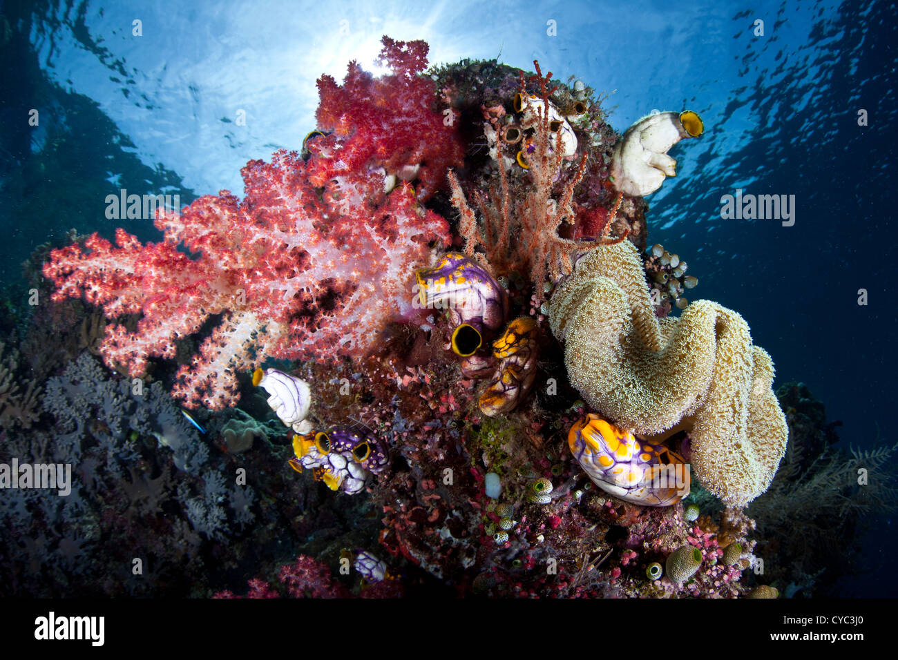 Weichkorallen, Manteltieren und andere Wirbellose konkurrieren um zu wachsen und Nahrung schwimmend in der Wassersäule in Raja Ampat. Stockfoto