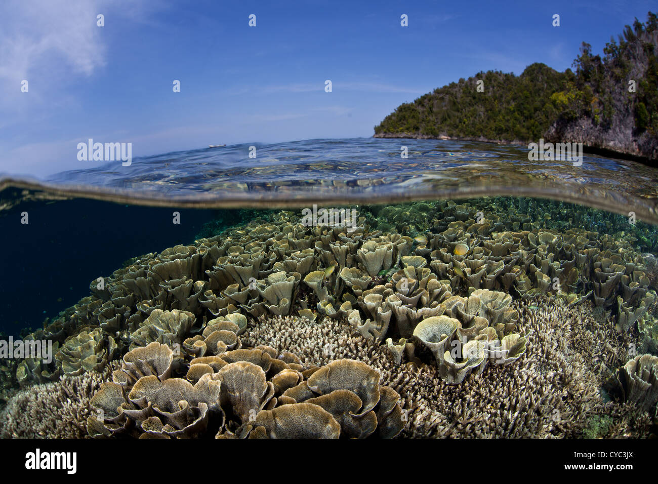 Schnell wachsende foliose Korallen, Steinkorallen SP., wachsen auf ein flaches Riff Wohnung in der Nähe einer Kalksteininsel in Indonesien. Stockfoto