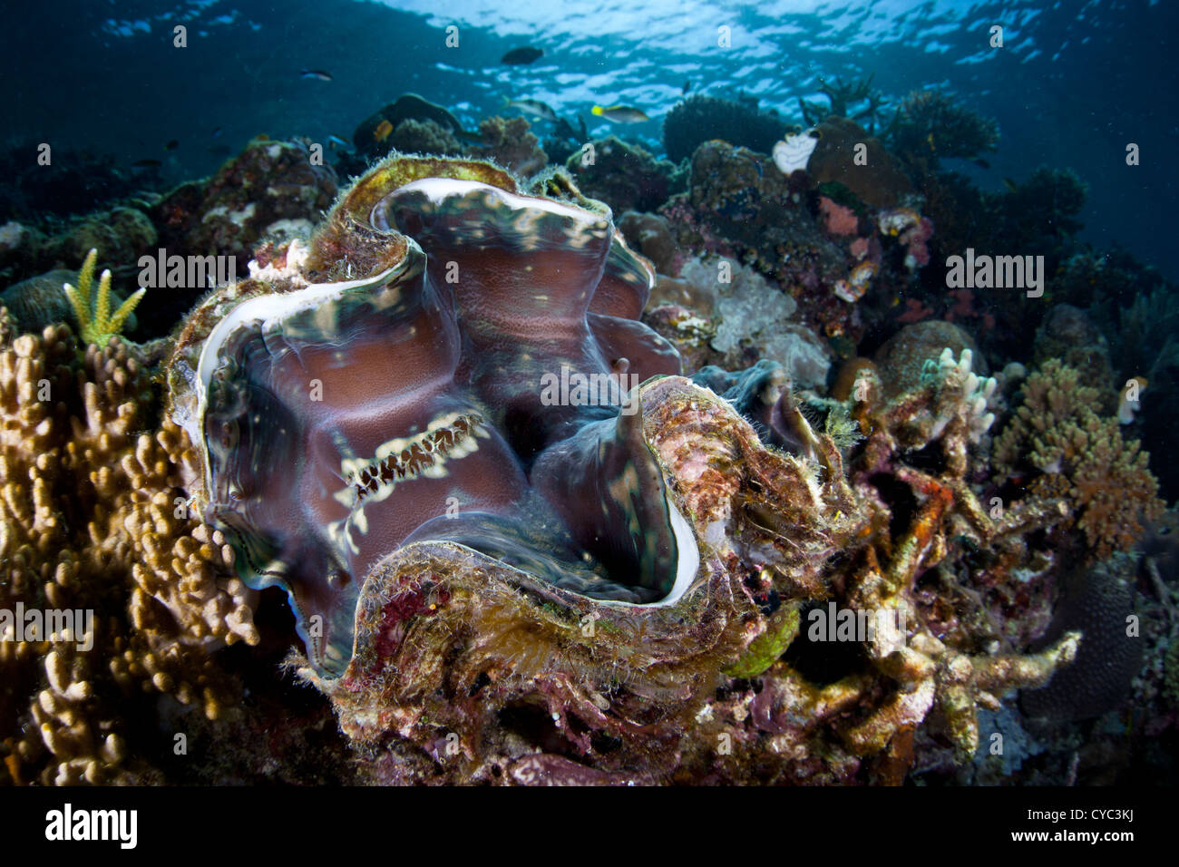 Eine Riesenmuschel Tridacna Squamosa, wächst an einem Korallenriff Hang, wo es Nahrung aus Wasser und Capture Sonnenlicht filtern können. Stockfoto
