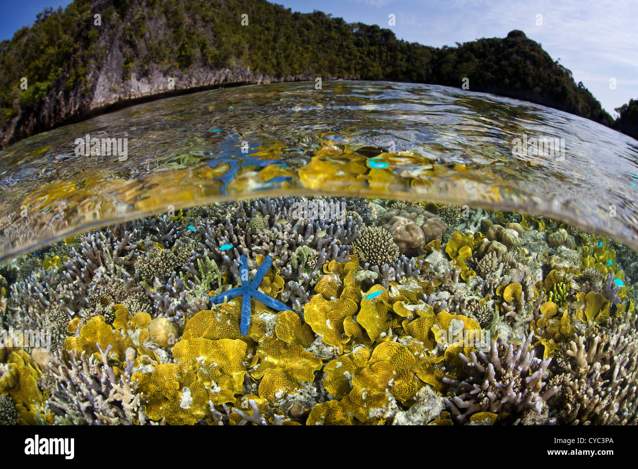 Eine blaue Seastar, Linkia Laevigata, kriecht über ein flaches Riff von Hirschhorn und foliose Korallen Riff-Gebäude dominiert. Stockfoto