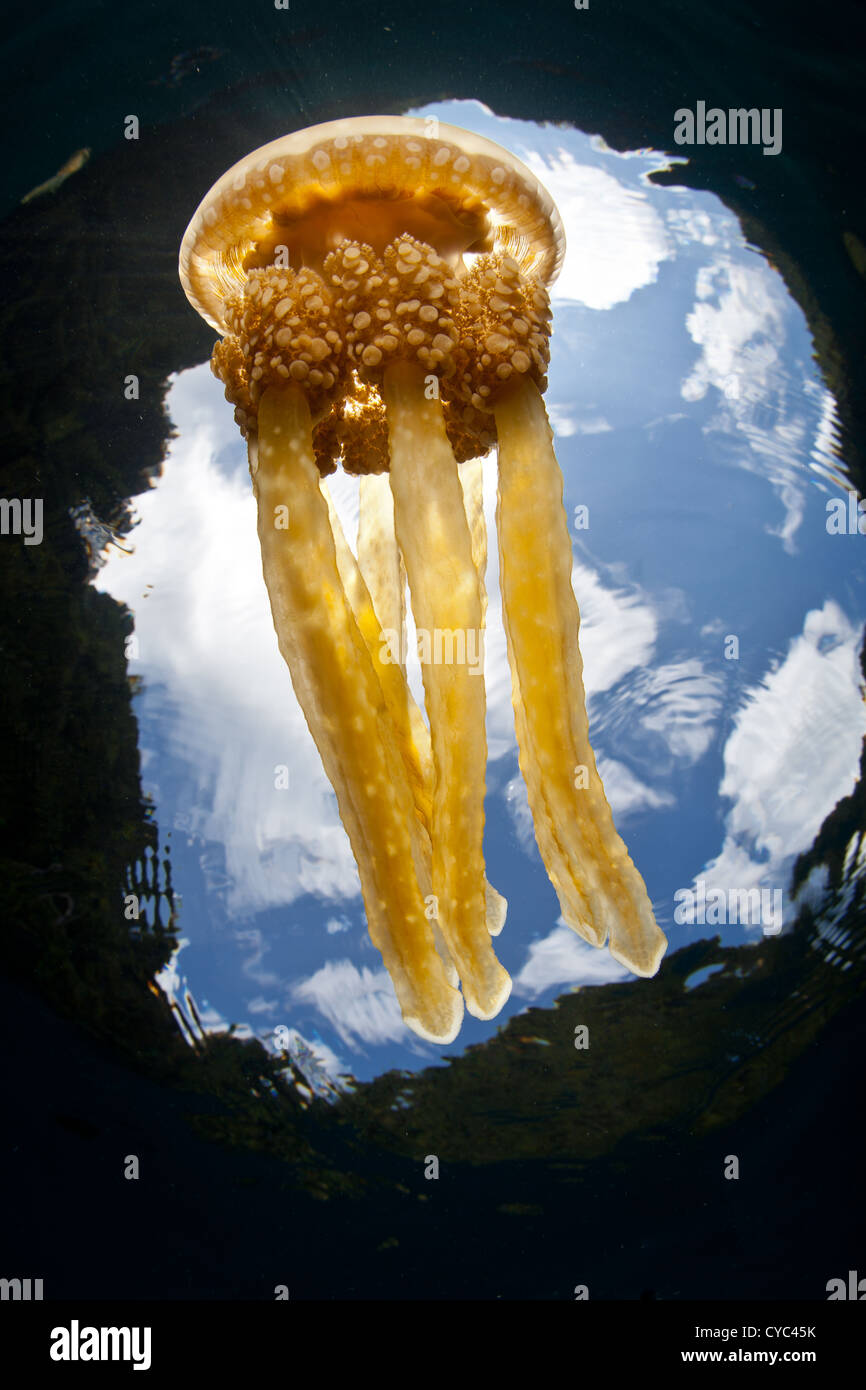 Symbiotische algen Fotos und Bildmaterial in hoher Auflösung Alamy