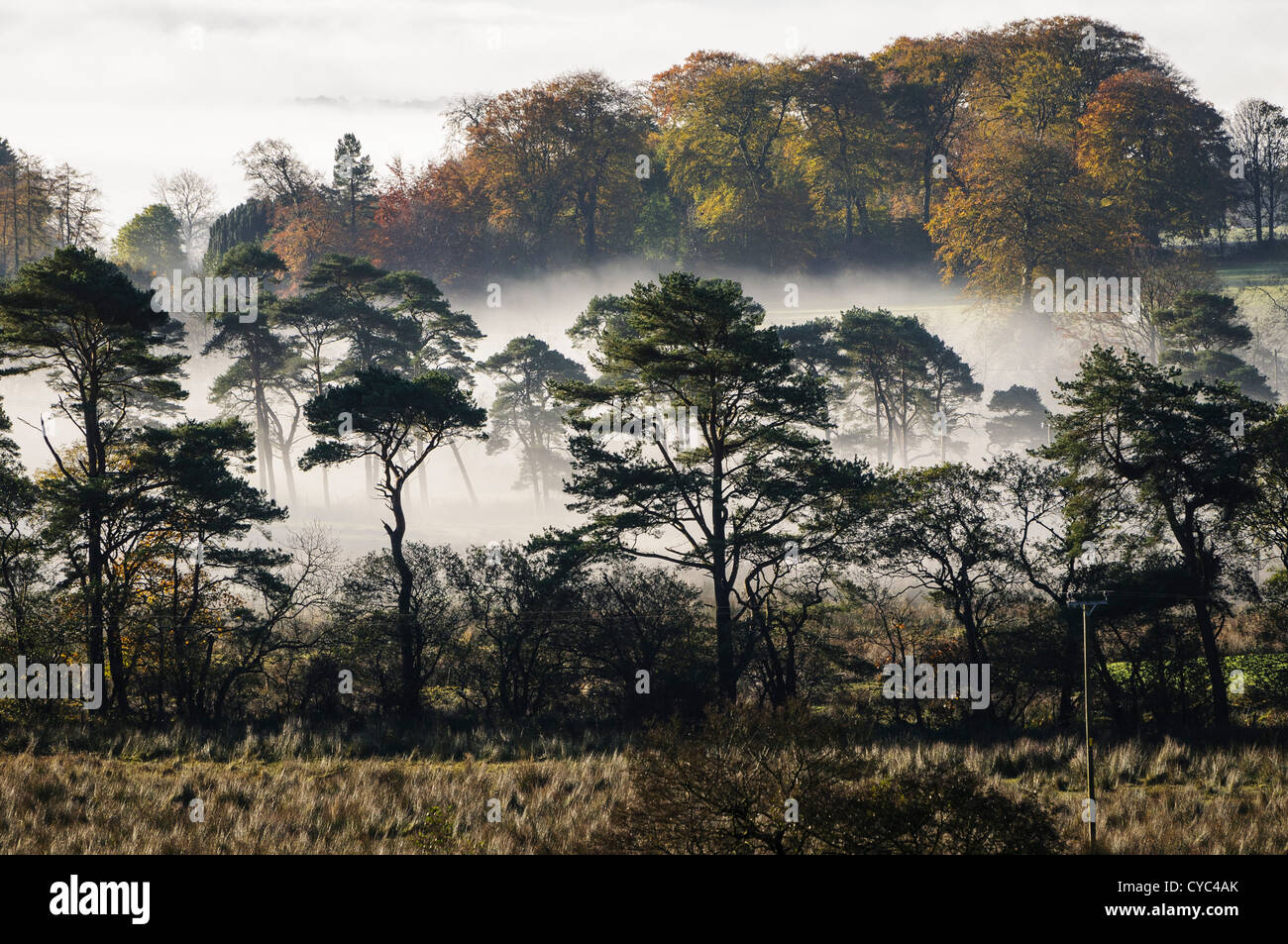 Tief liegend Nebel auf ein Feld und Bäume in einem Wald in County Antrim, Nordirland Stockfoto