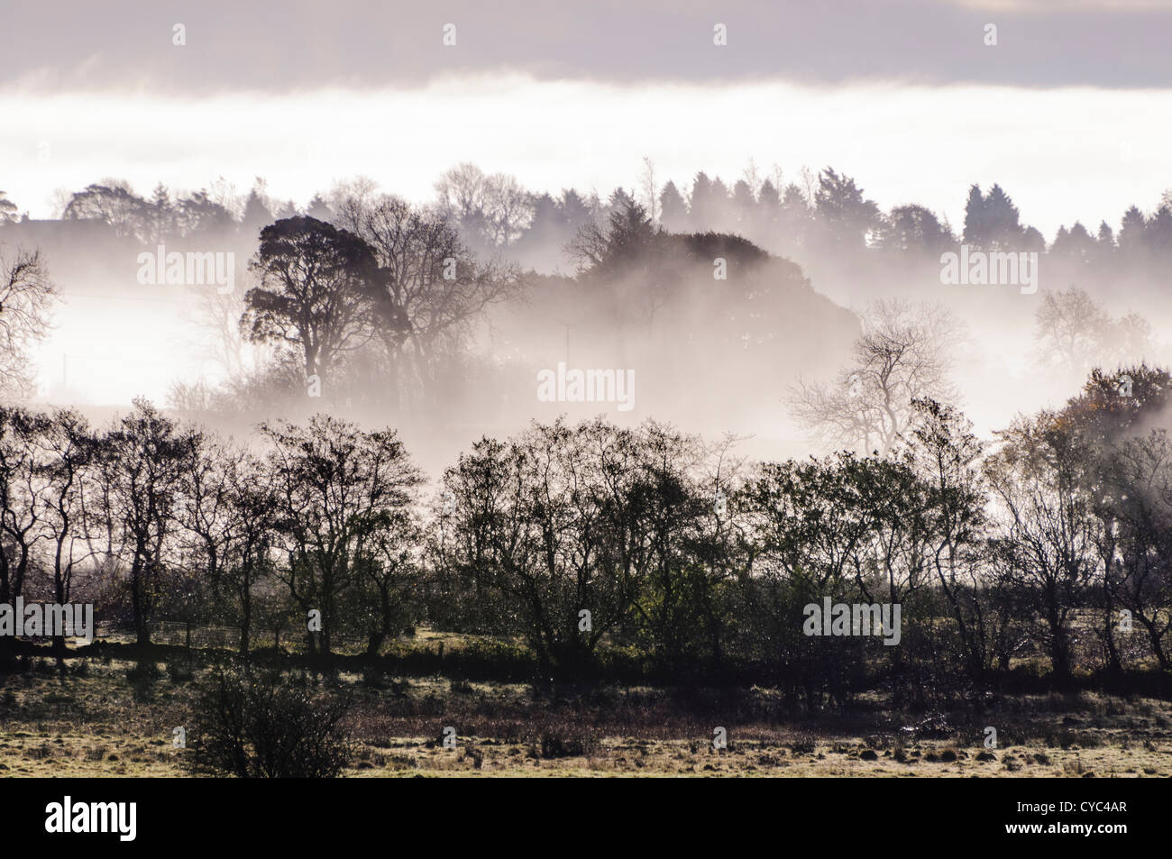Tief liegend Nebel auf ein Feld und Bäume in einem Wald in County Antrim, Nordirland Stockfoto