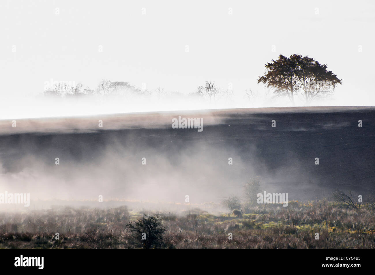 Tief liegende Nebel für Heide und Bäume in einem Wald in County Antrim, Nordirland Stockfoto