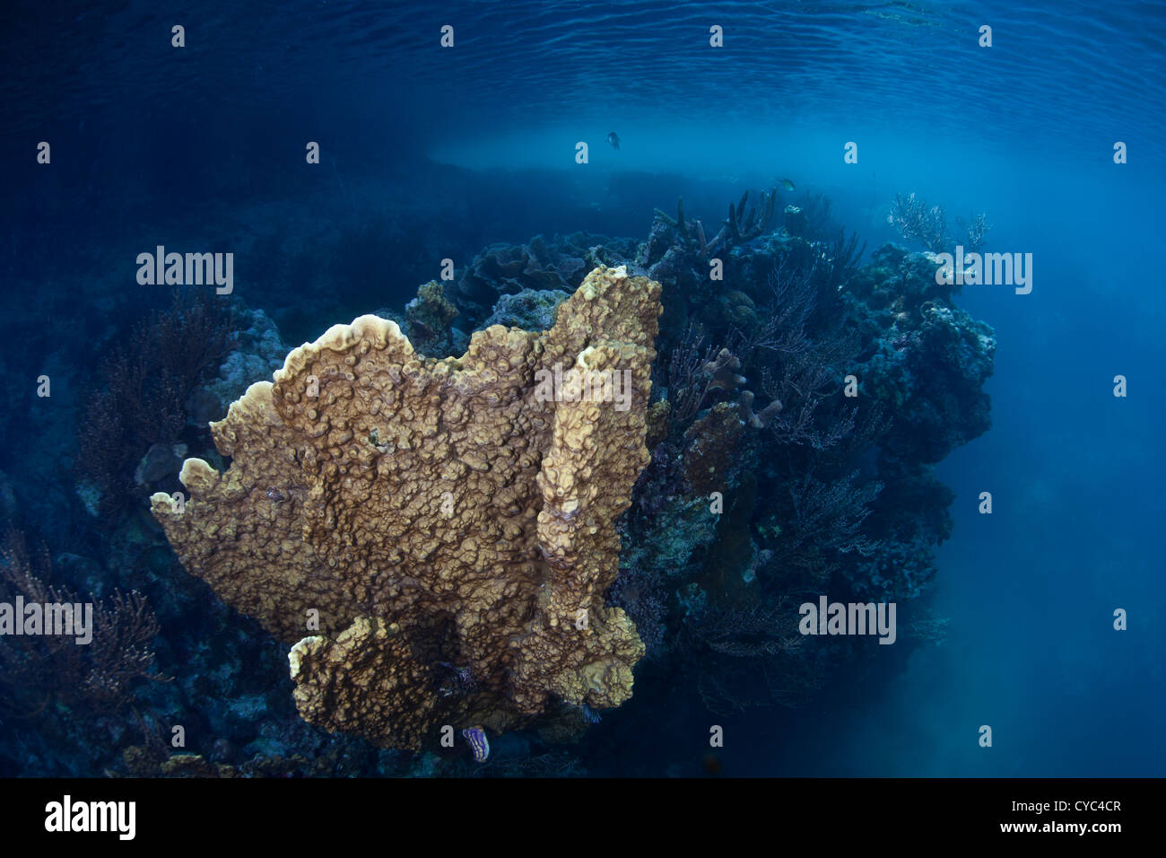 Eine Feuer Korallen Kolonie, Millipora SP., wächst in einer ruhigen Meeres-See geschützt durch hohe Kalksteininseln, die es umgeben. Stockfoto