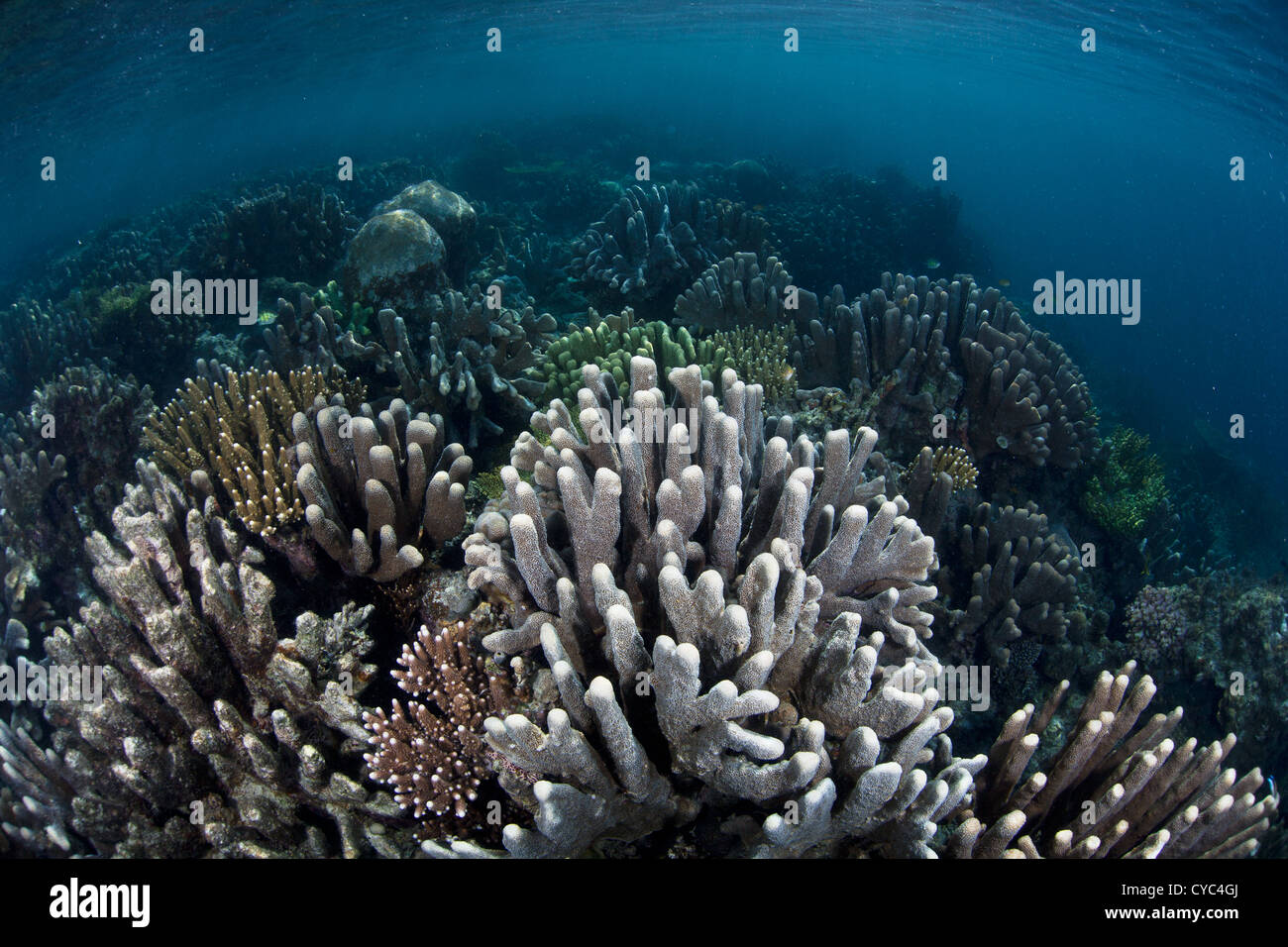 Riff-Gebäude Korallen, hauptsächlich Acropora Arten wachsen entlang einer Riff Dropoff in Indonesien. Stockfoto