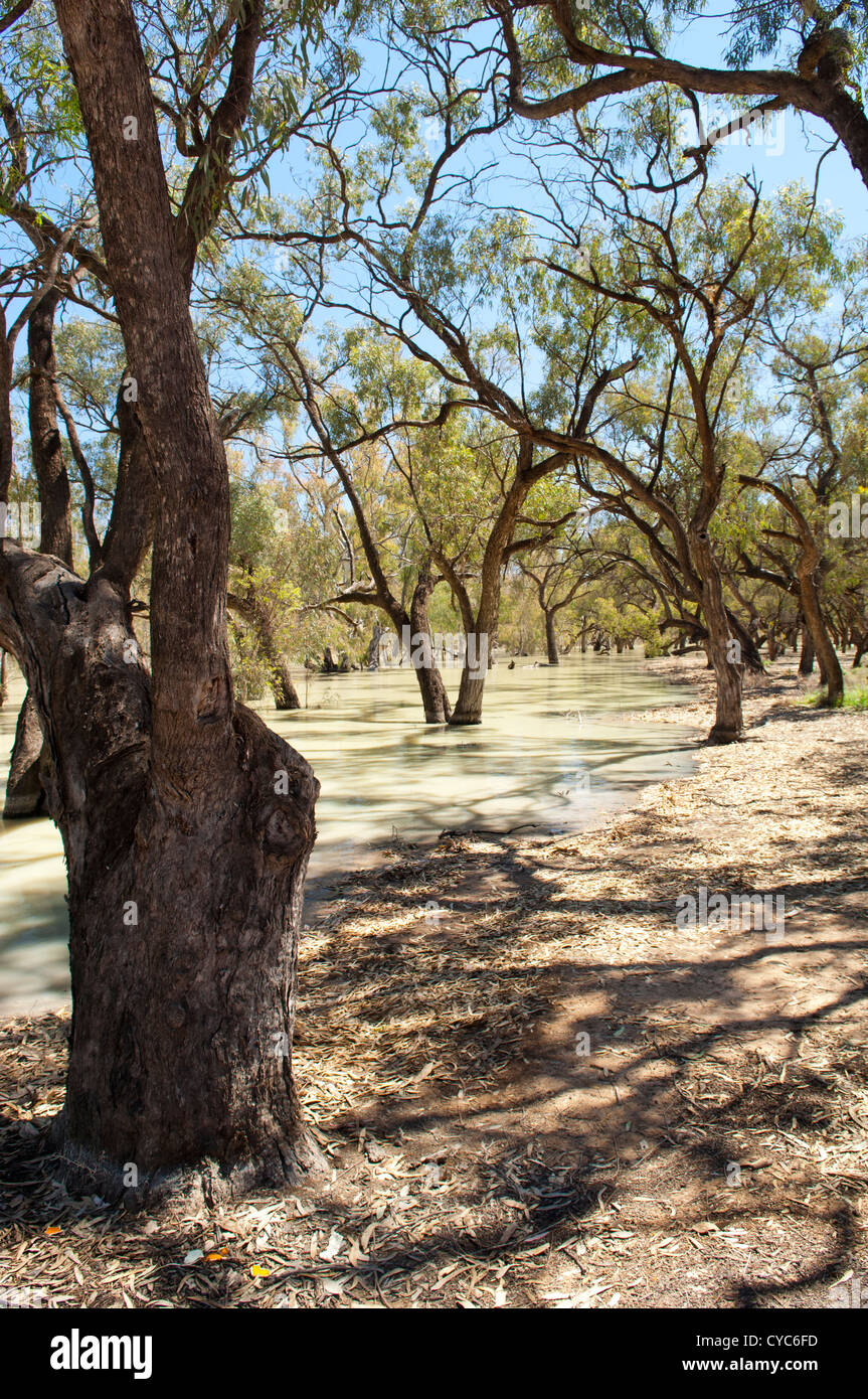 Darling River, im Outback Australien ist eines der größten im Land Stockfoto