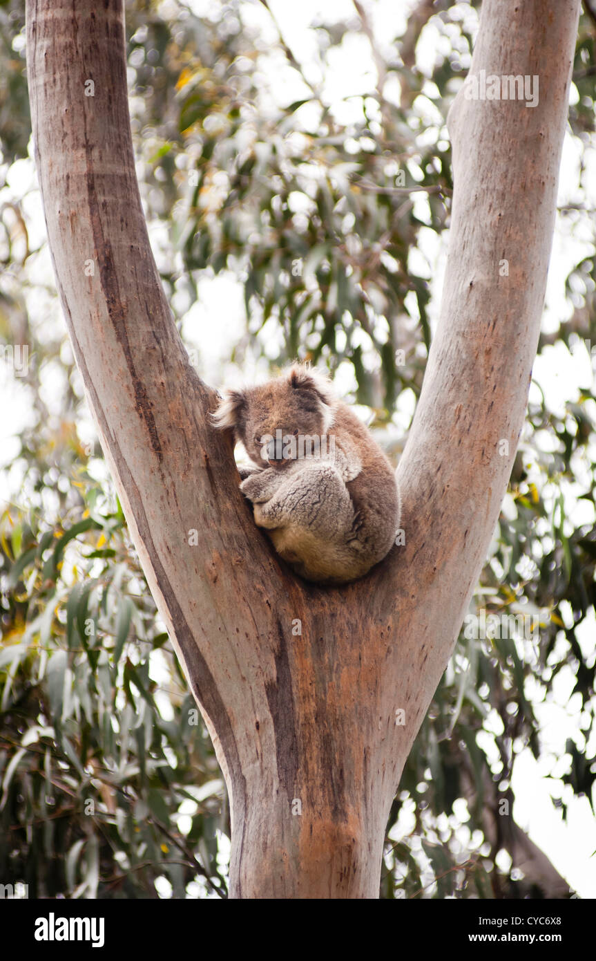 Koala-Bären in freier Wildbahn in Eukalyptusbäumen in Australien Stockfoto