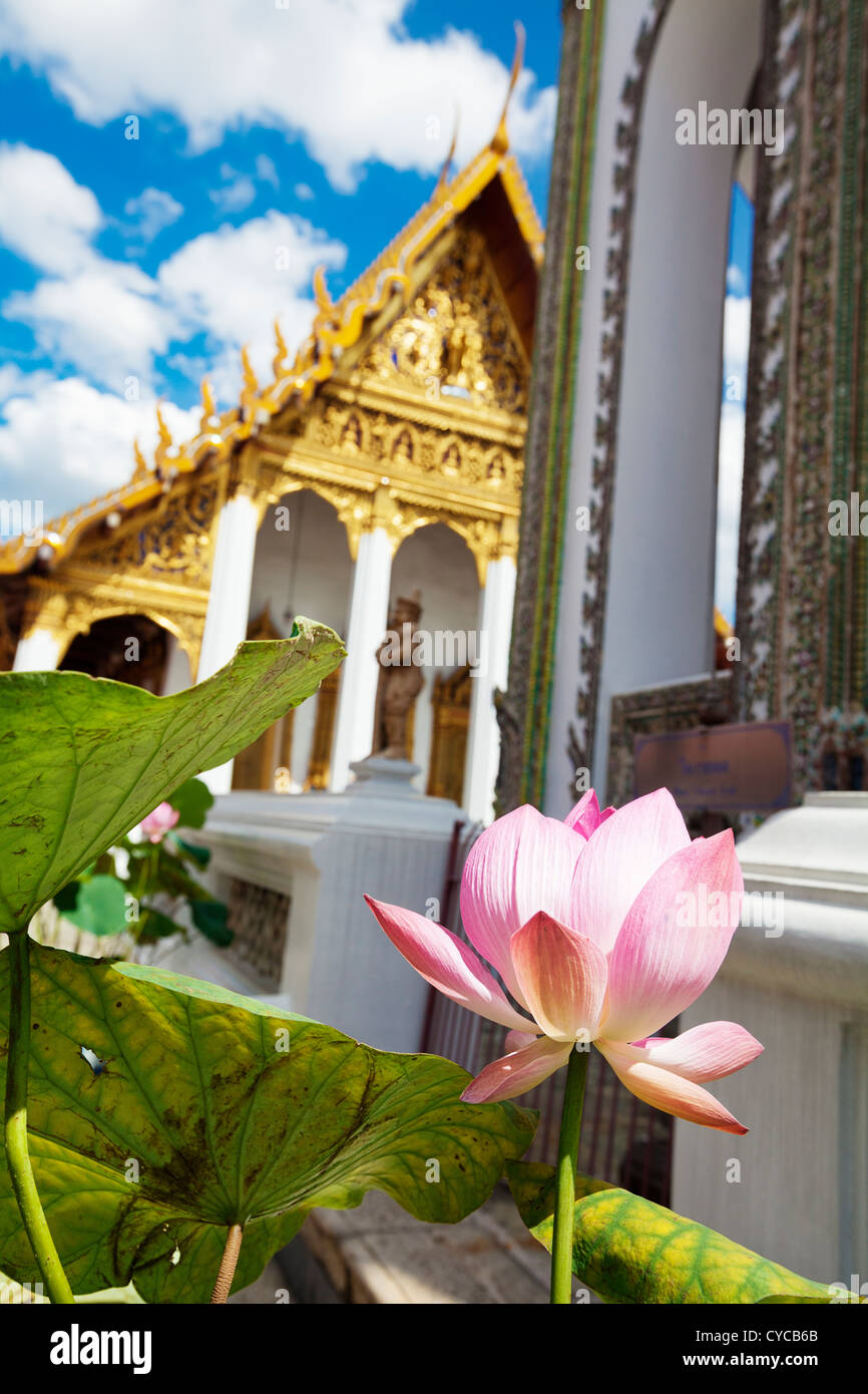 Lotos-Blume vor dem buddhistischen Tempel Stockfoto