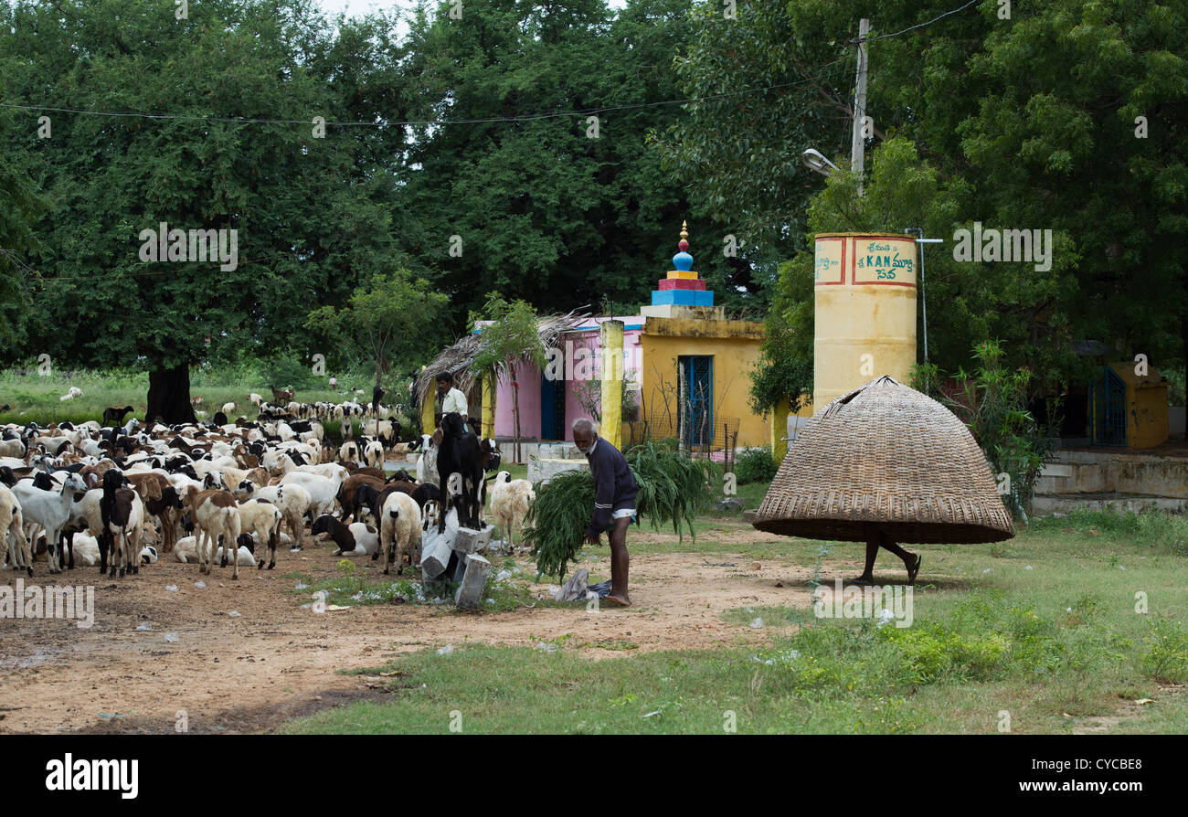 Indischen Hirten hüten domestizierten Ziegen in der ländlichen indische Gegend. Andhra Pradesh, Indien Stockfoto