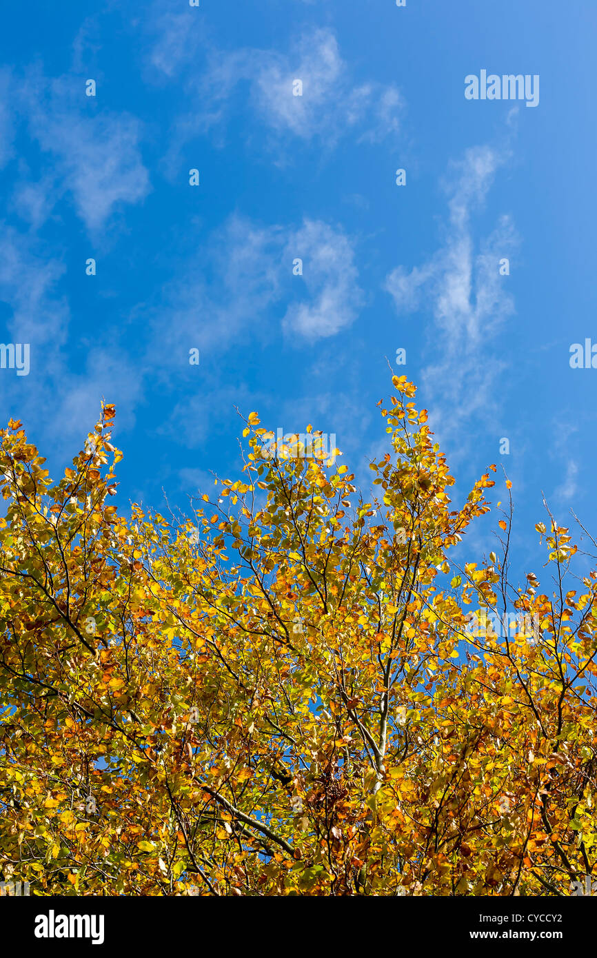 Herbst Buche Baum Details, Seldmere, East Yorkshire, England, UK Stockfoto