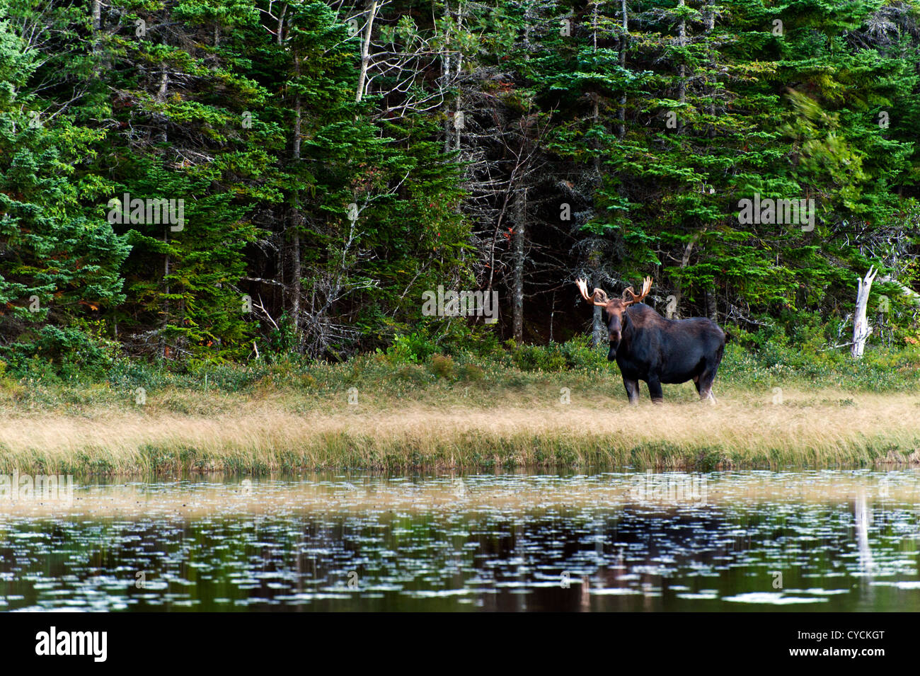Neugierig Elch im Wald in der Nähe von einem See Stockfoto