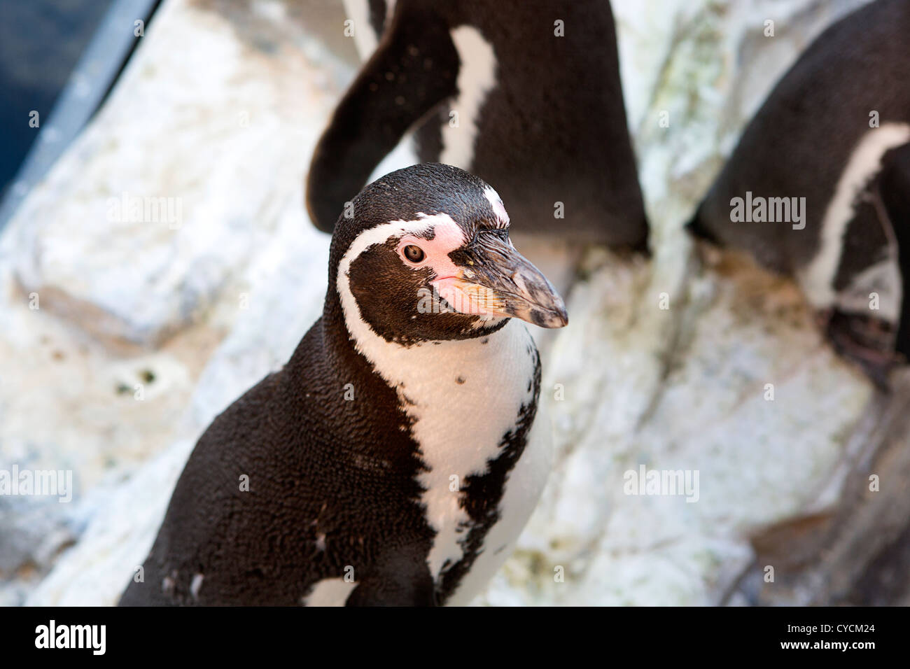 Pinguine Stockfoto