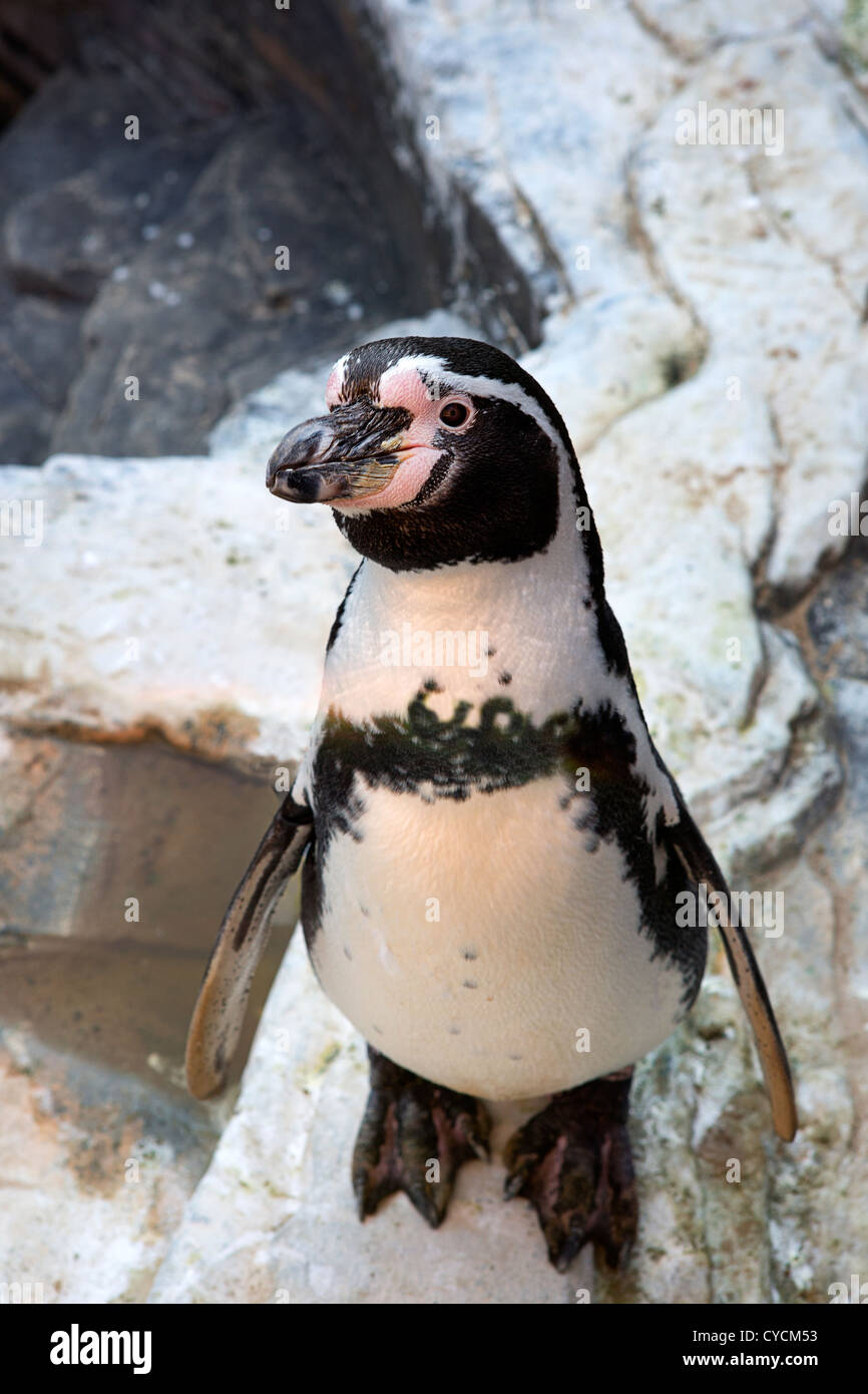 Pinguine Stockfoto