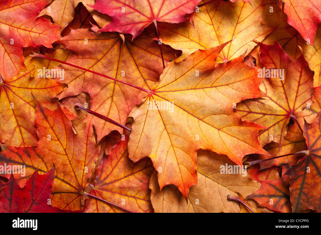 Herbst Hintergrund mit Ahorn-Blätter Stockfoto