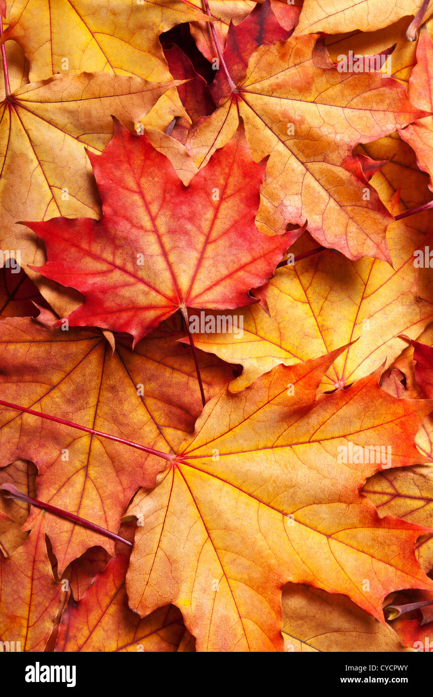 Herbst Hintergrund mit Ahorn-Blätter Stockfoto