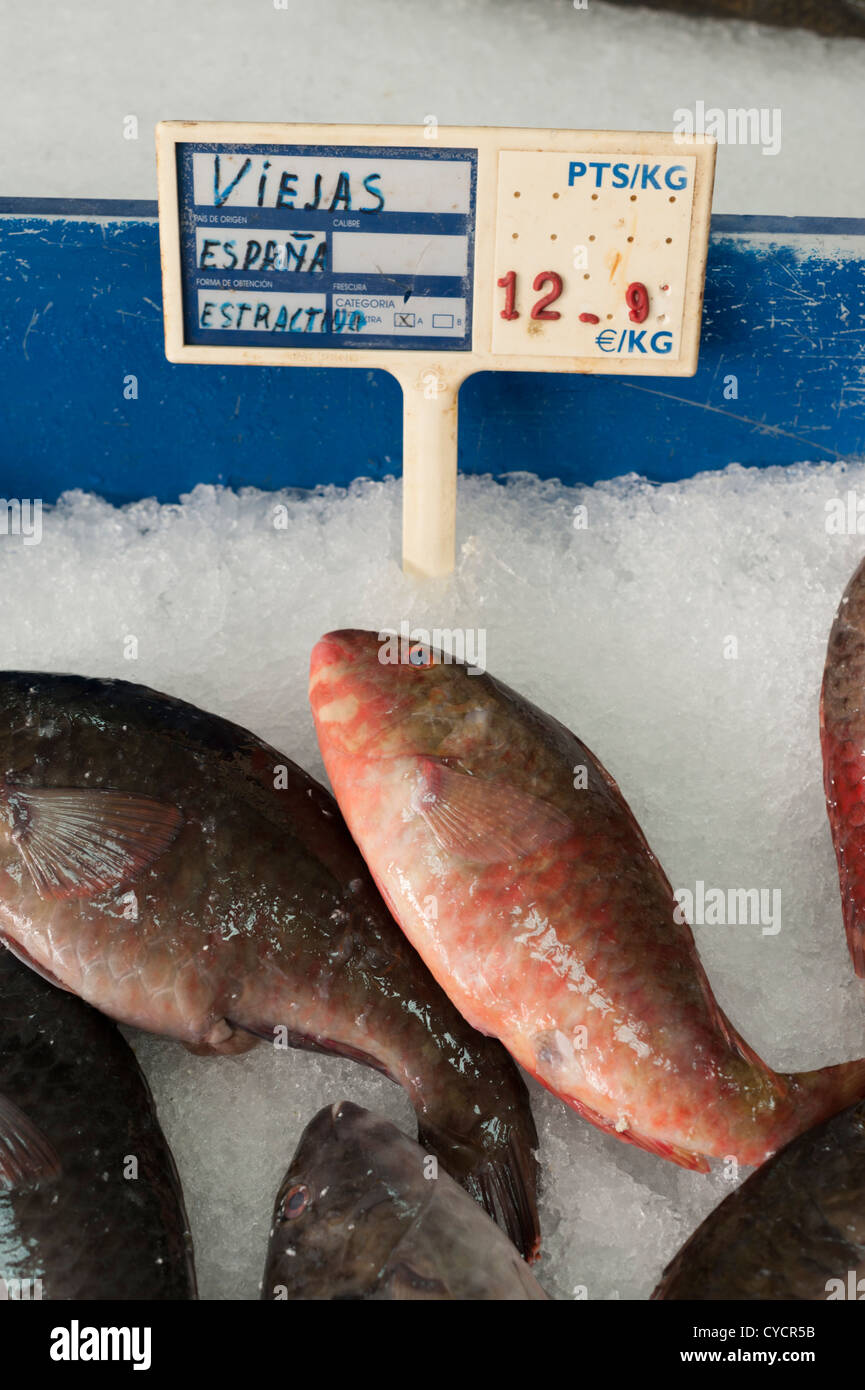 Fisch in einem Fischhändler Shop at Puerto de Mogan Gran Canaria Kanaren Spanien Stockfoto