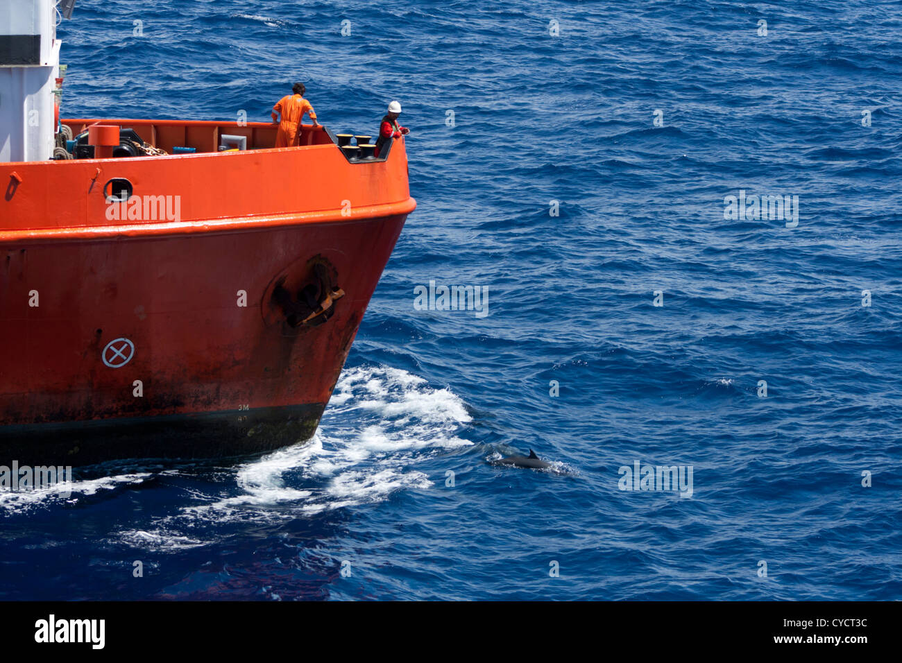 Delphine Bogen Reiten mit Versorgungsschiff Marlin, arbeiten als Hüte/Versorgung/Schlepper Gefäss für seismische Schiff CGG Alize Stockfoto