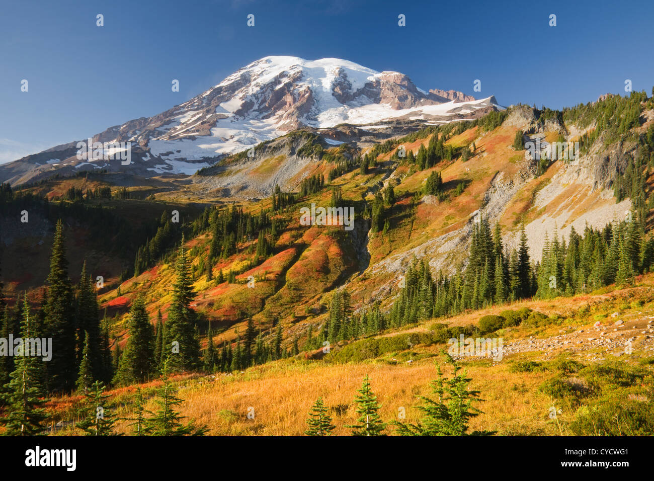WA05130-00... WASHINGTON - Herbstfarben in Paradise Valley von Mazama Ridge in Mount Rainier Nationalpark. Stockfoto